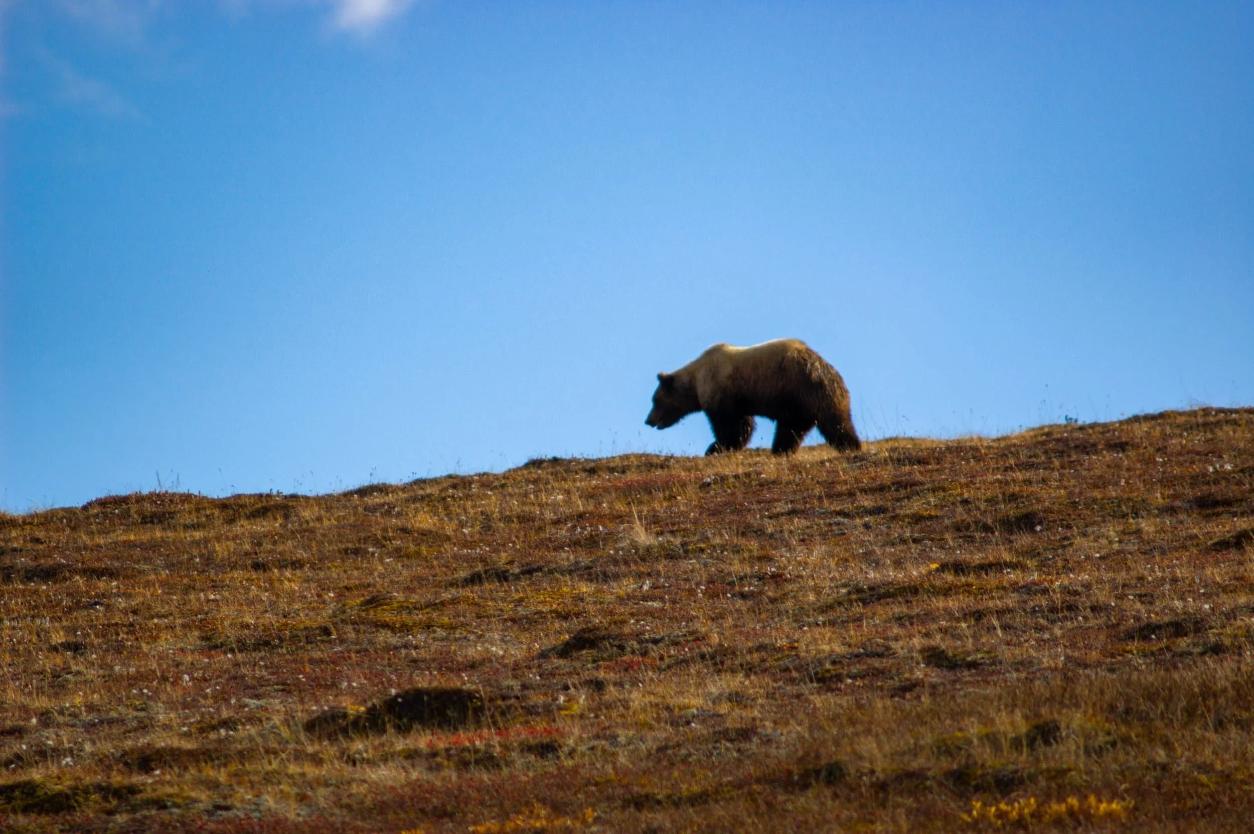 Gates+of+the+Arctic+Bear.jpg