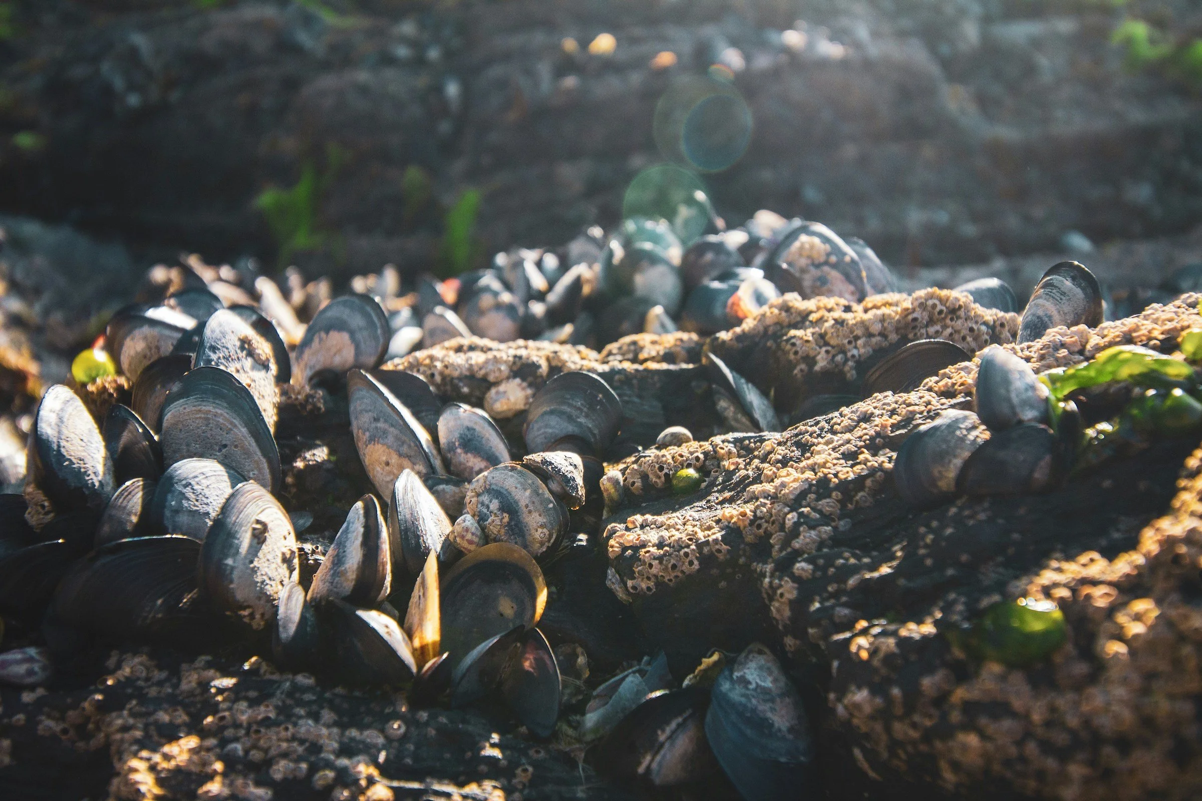 Clams-closeup.jpg