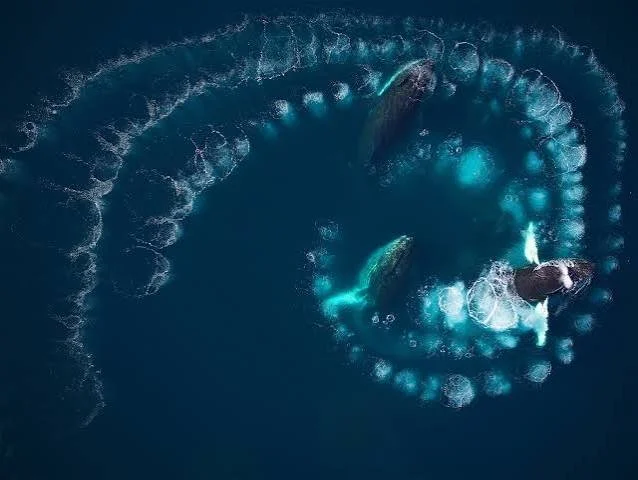 whales bubble feeding.jpeg