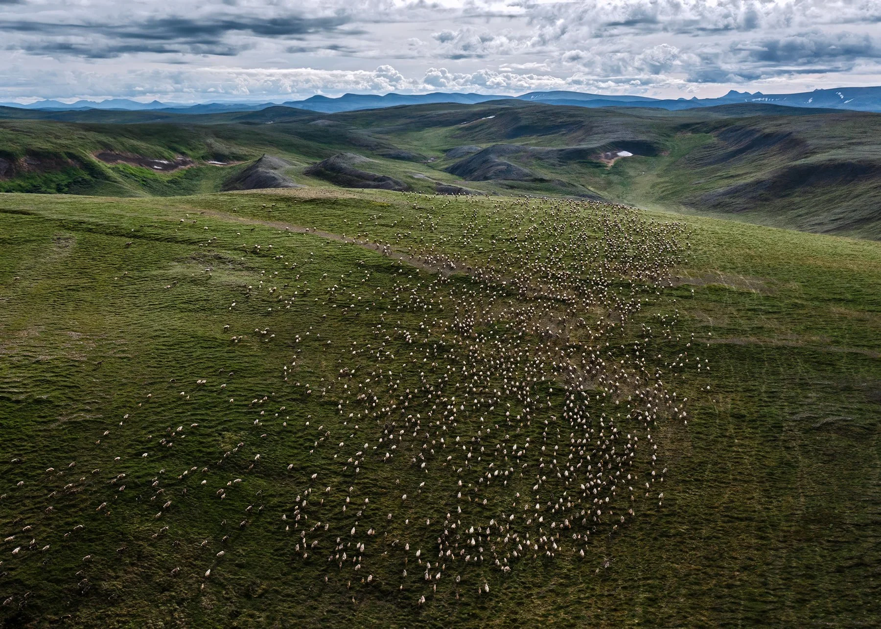 Caribou-migration.jpg