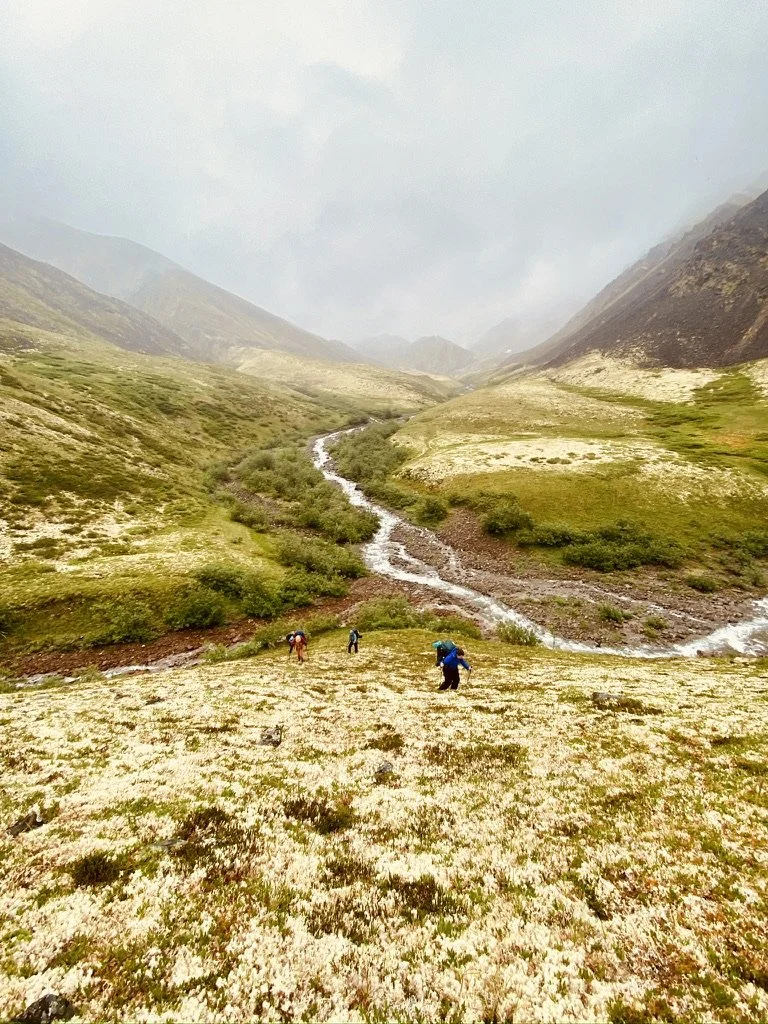 Three backpackers hiking uphill on Reindeer Lichen in Alaska.