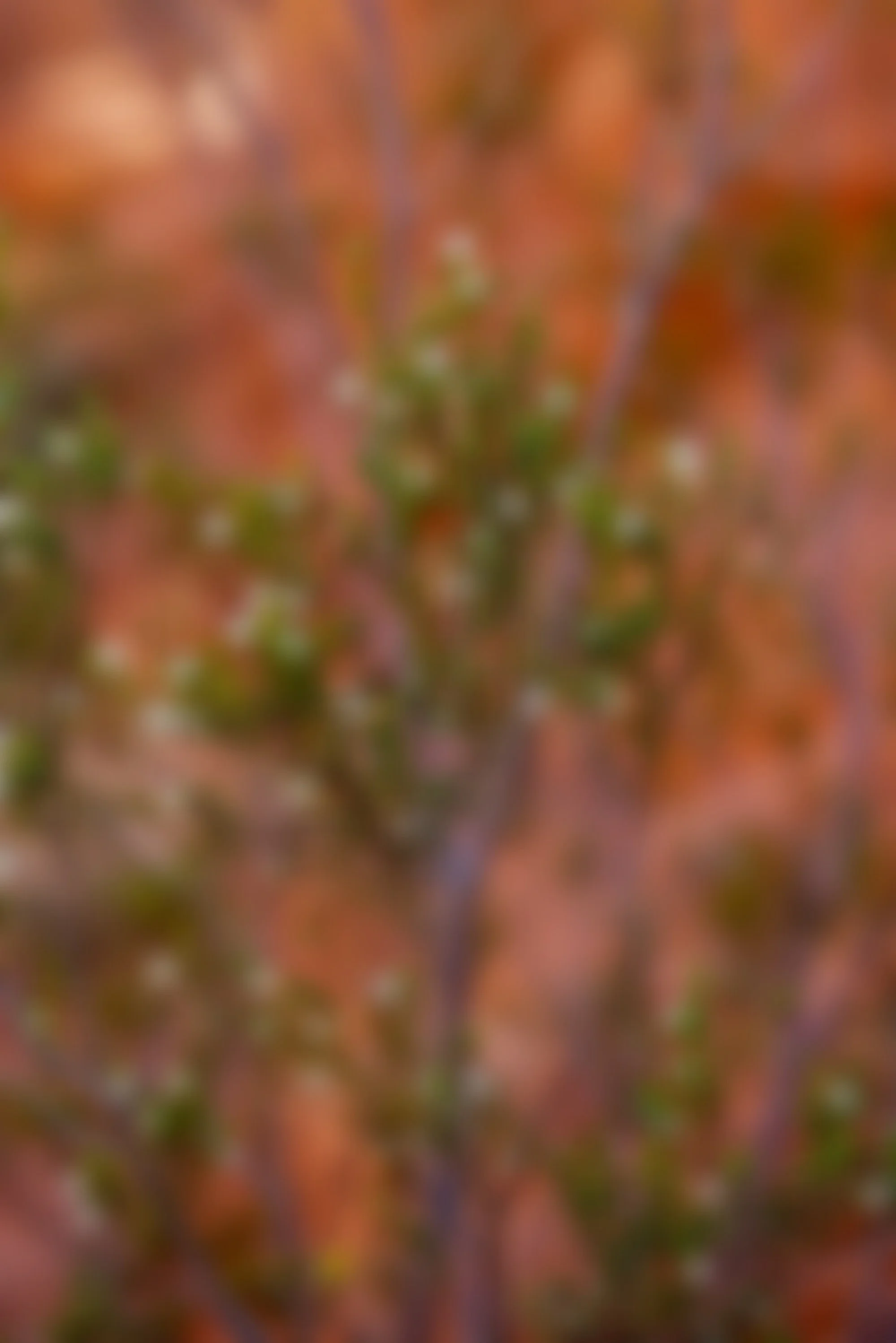 6AB03C59-84B3-4036-A273-FA10762AB795_1_201_a.jpg