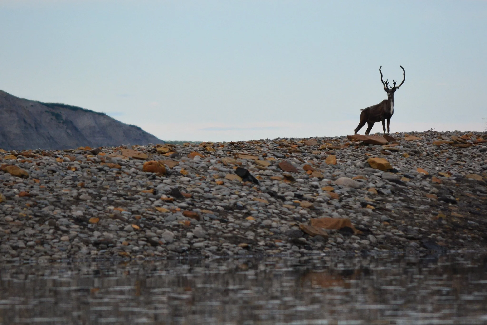 Caribou in the Gates of the Arctic