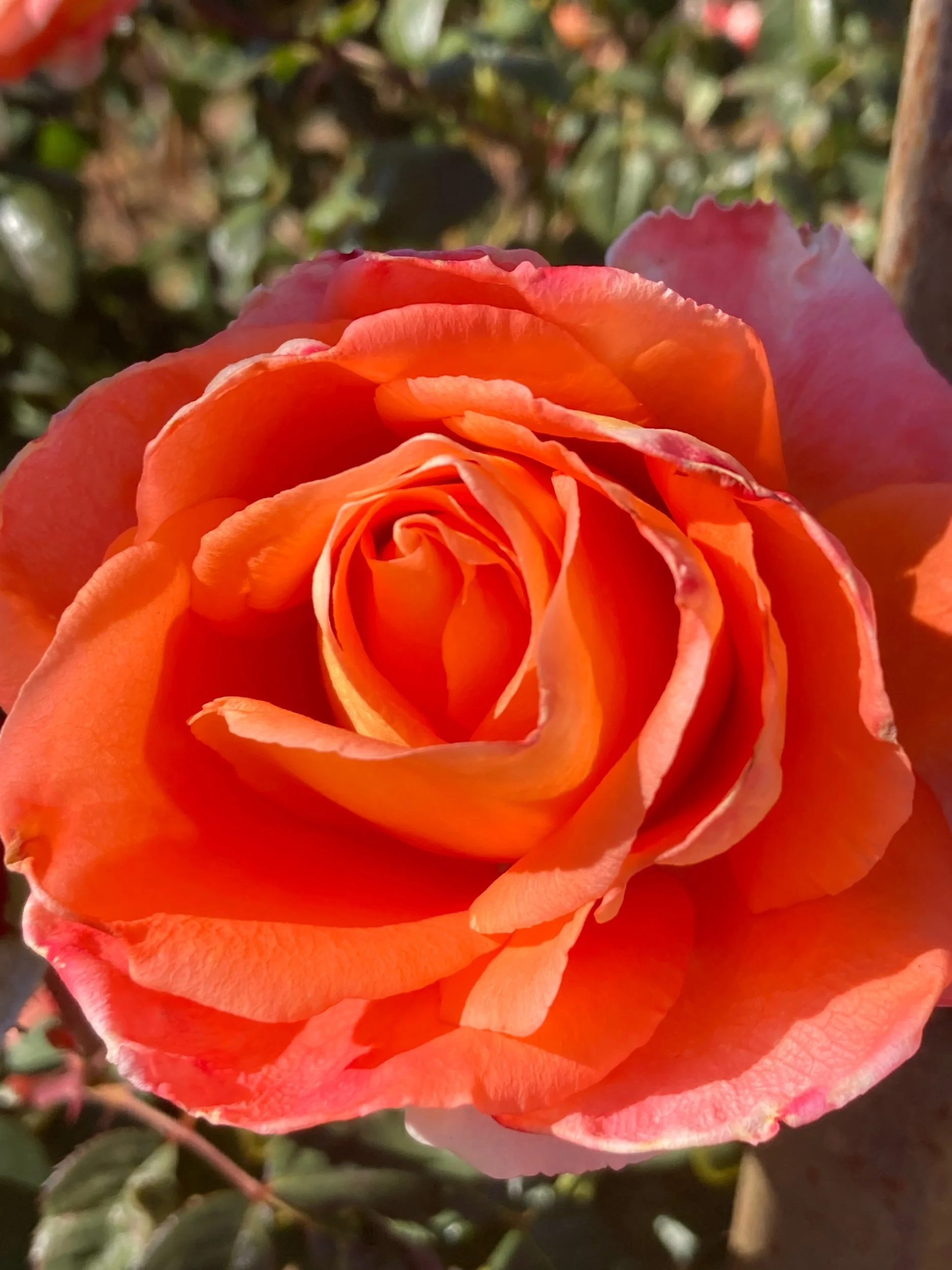 Word of the Year: Blossom