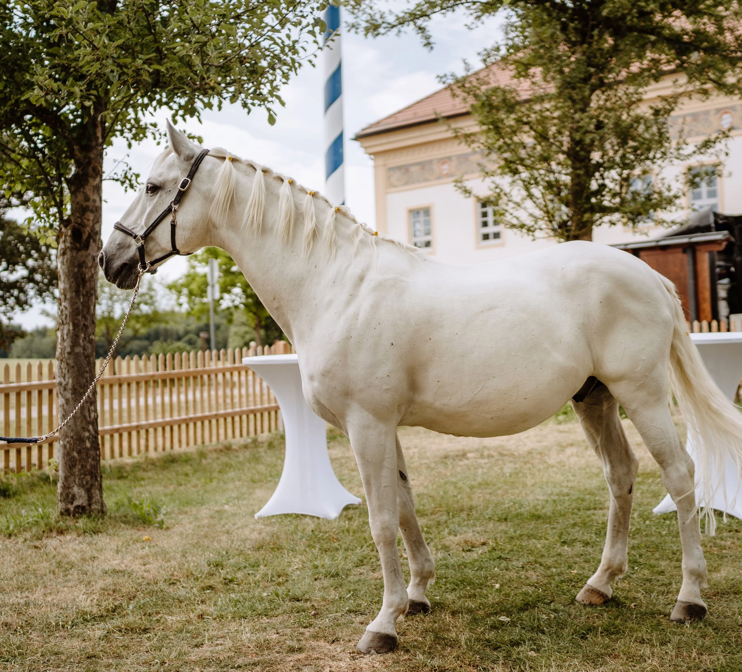 2239 - AvH-Photo-GutKerschlach-240.jpg