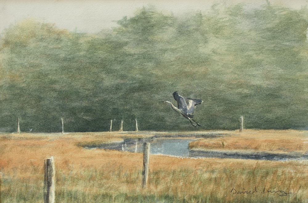 Blue Heron Study