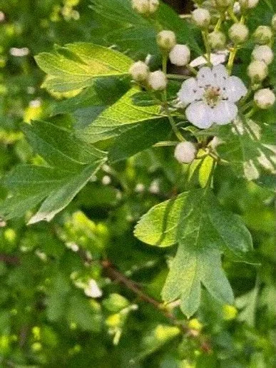 The May Tree | It&rsquo;s Hawthorn season, the Illusionist sign of the Celtic tree zodiac. Adaptable &amp; strategic, Hawthorns make great listeners and embrace change. 

Hawthorn: 13th May - 9th Jun.

#celtictree #folklore #zodiacsign #witchesofinst