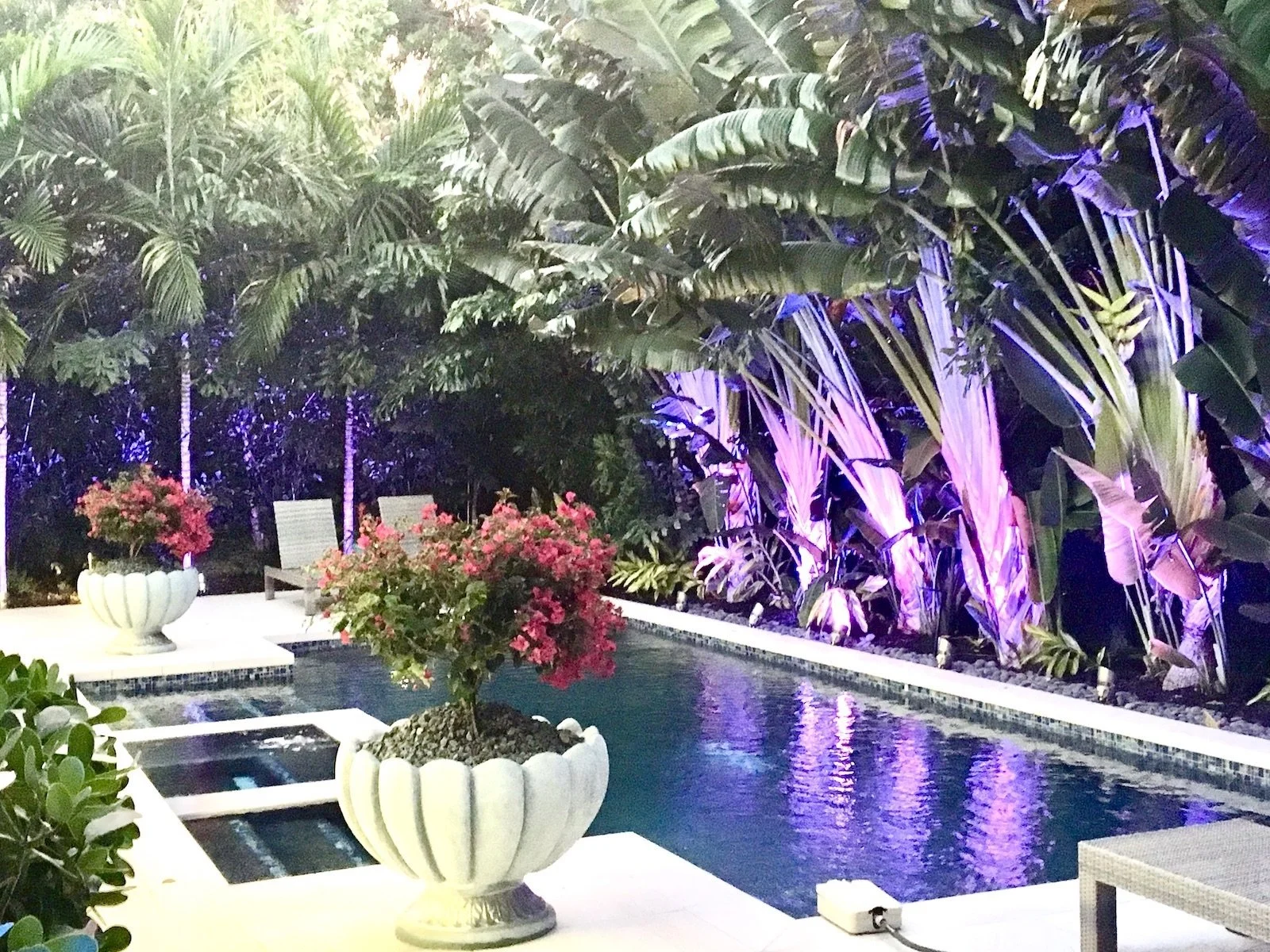 modern pool with potted bougainvilleas flanking the pool with tropical landscaping in Fort Lauderdale