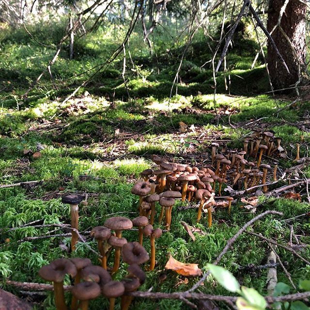 Jeg fant deg!
&Aring; g&aring; i skogen med supertung kidd p&aring; ryggen. &Aring; ikke ha v&aelig;rt der p&aring; alt for lenge. Legge seg i mosen og kjenne seg utslitt mens folk jogger forbi. &Aring; glemme matpakka eller ikke rekke banen. &Aring;