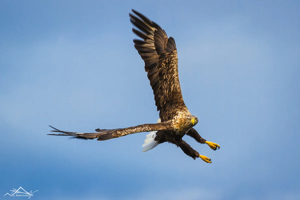 SeeAdler-1-Kopie.jpg