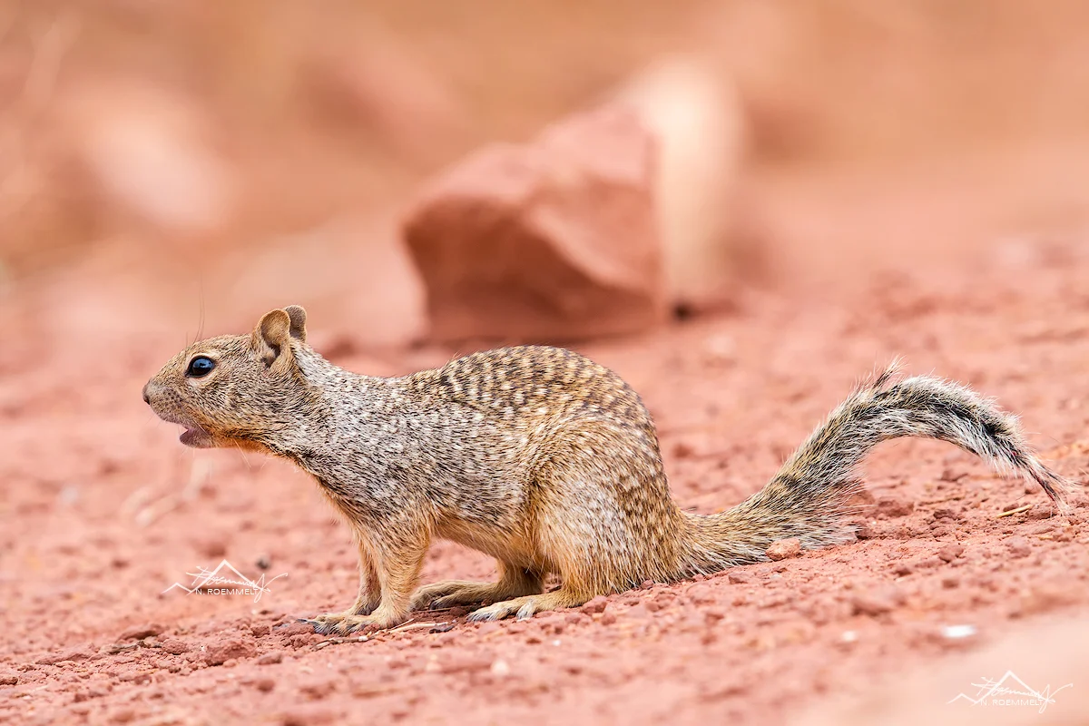 Greysquirrel-Kopie.jpg