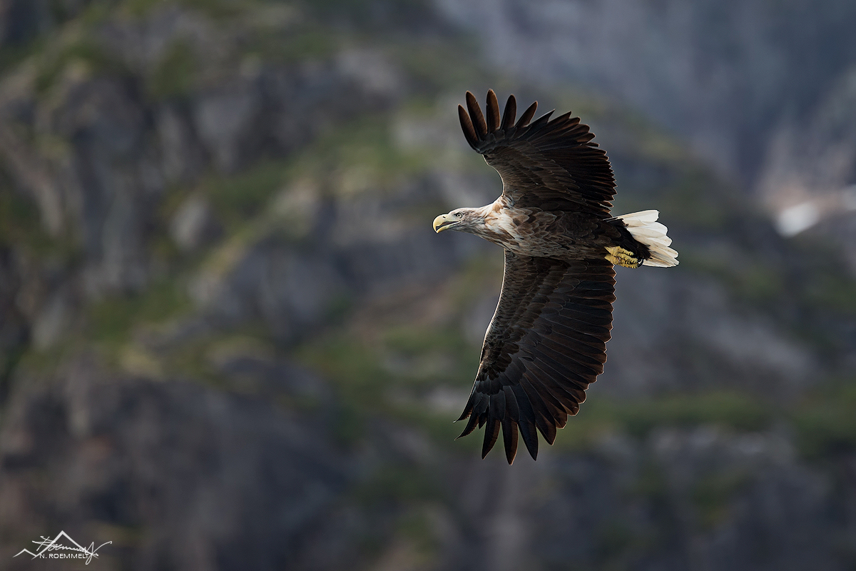 SeeAdler-4-Kopie.jpg