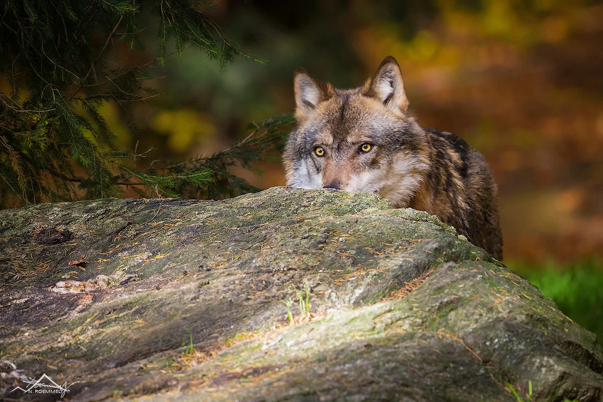 Wolf behind rock (C)