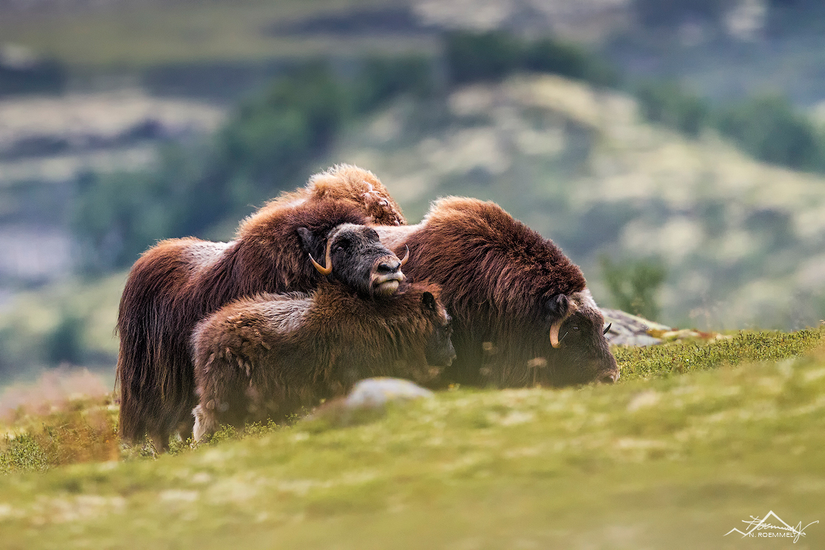_MG_0008-2-Kopie.jpg