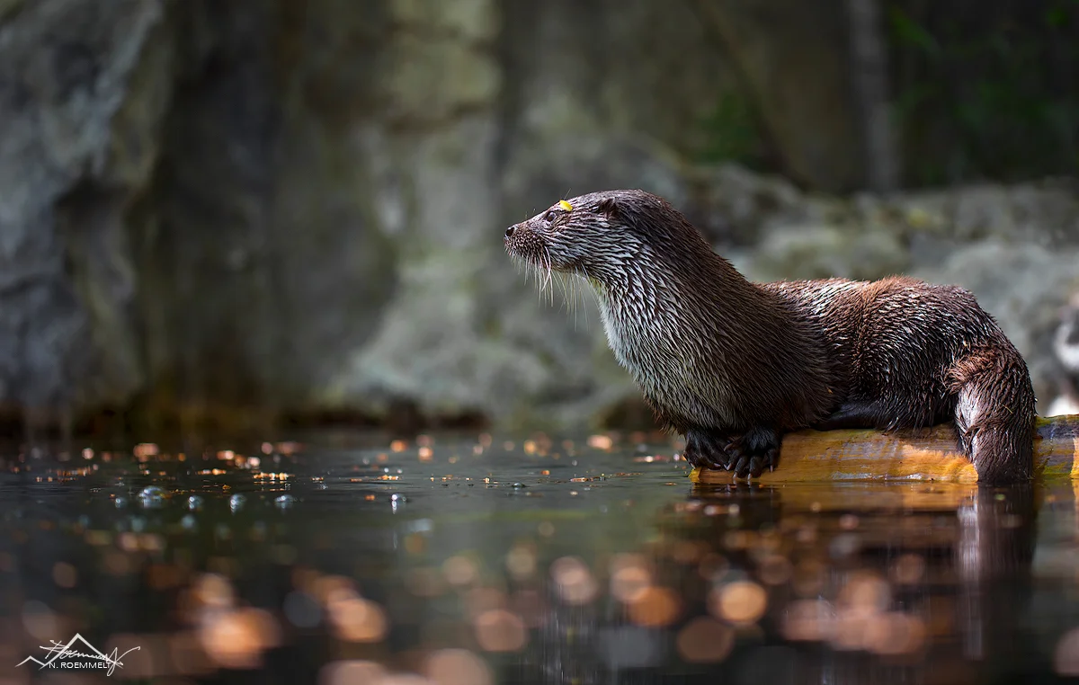 Otter at pond (C)