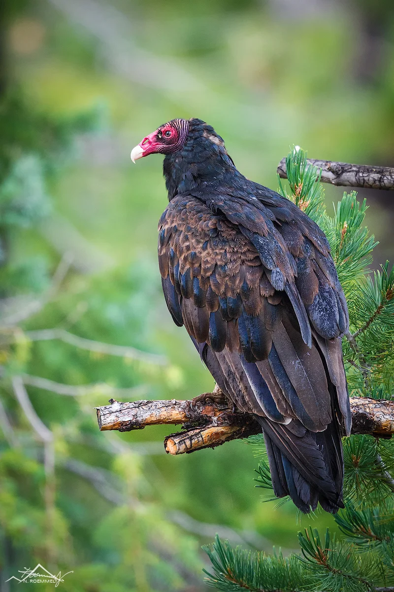 Californian-Condor--Kopie.jpg