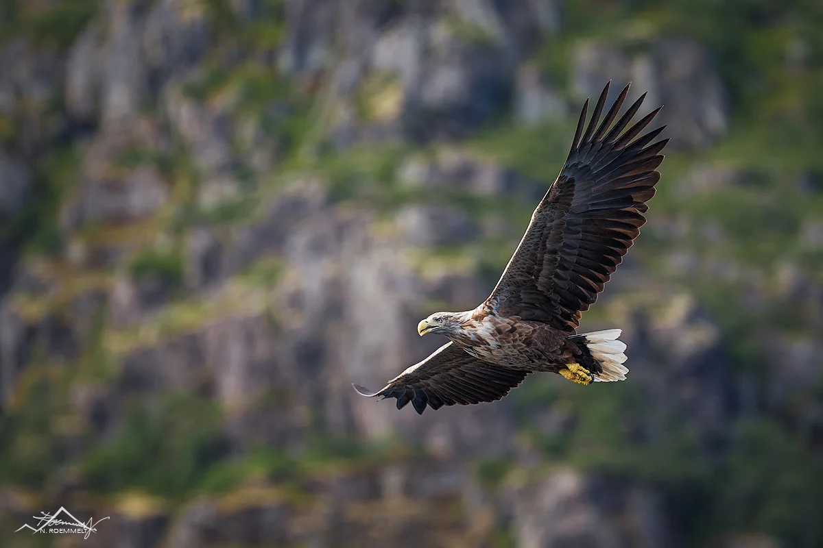 SeeAdler-3-Kopie.jpg