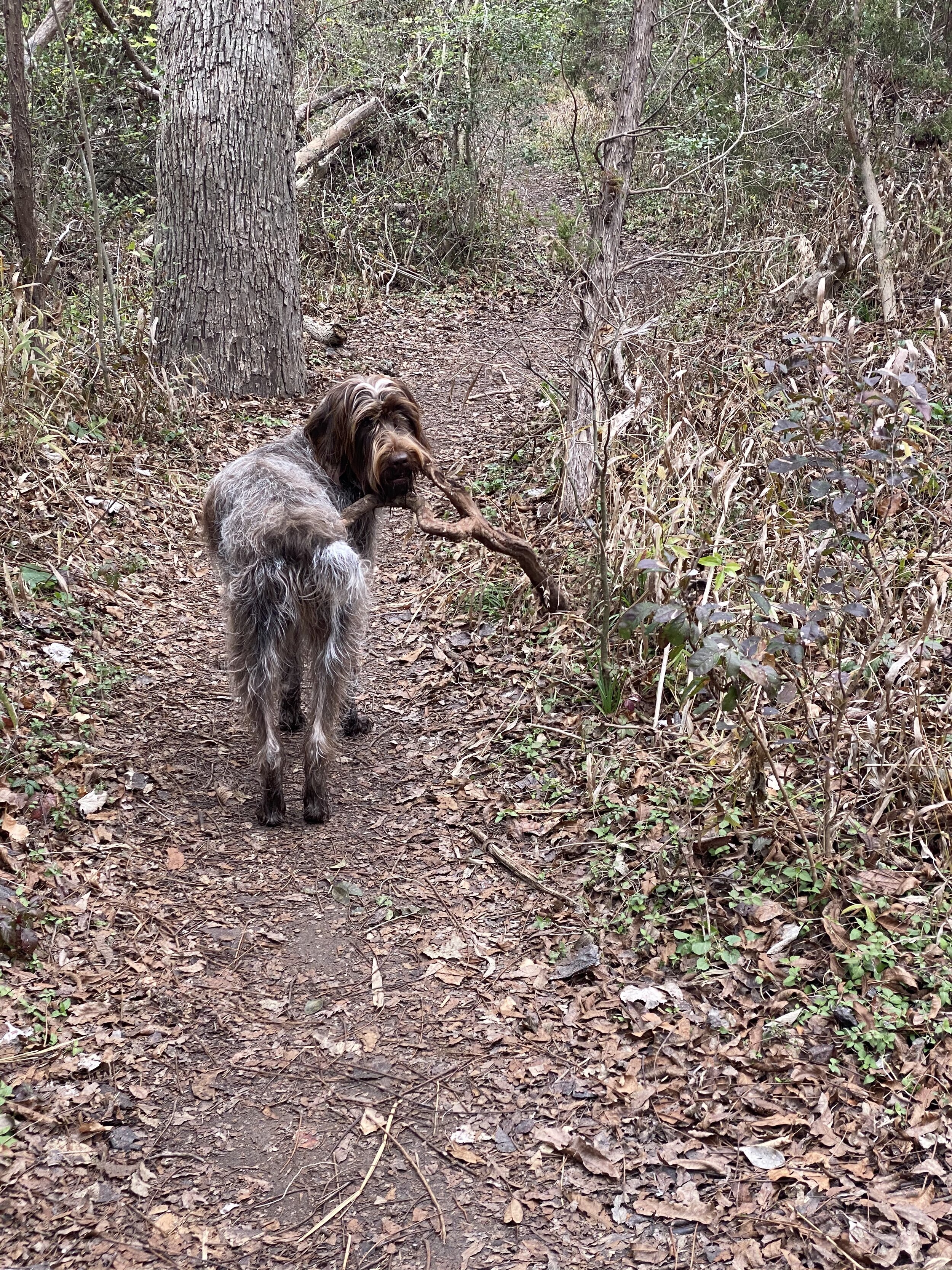 Sky-on-trail.jpg