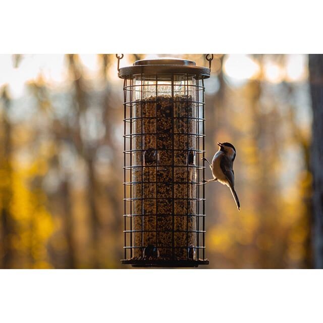 Afternoon snackin&rsquo;. Brightness up, y&rsquo;all.
.
.
.
.
.
.
.
#birdwatching #snacktime #backyardbirds #audobonsociety #peeping #raw_birds #raw_community  #birds #goldenhour #natureiscool 
#hudsonvalley #hudsonvalleyny #crompondny #newyork #ny