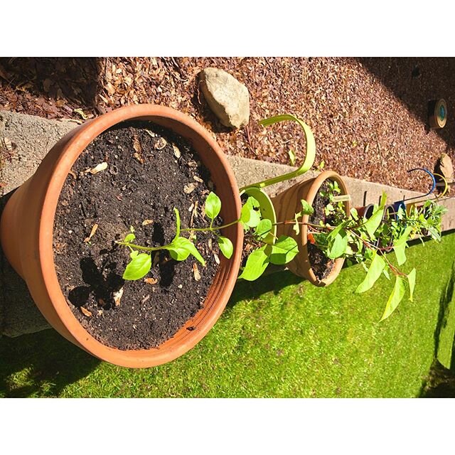 Basking in the sunny daze.
.
.
.
.
.
.
.
#springintosummer #backporchview #raw_mobile #raw_gardening #gardening #backporchgarden #sunnydays☀️
#hudsonvalley #westchestercounty #westchesterny #newyork #ny