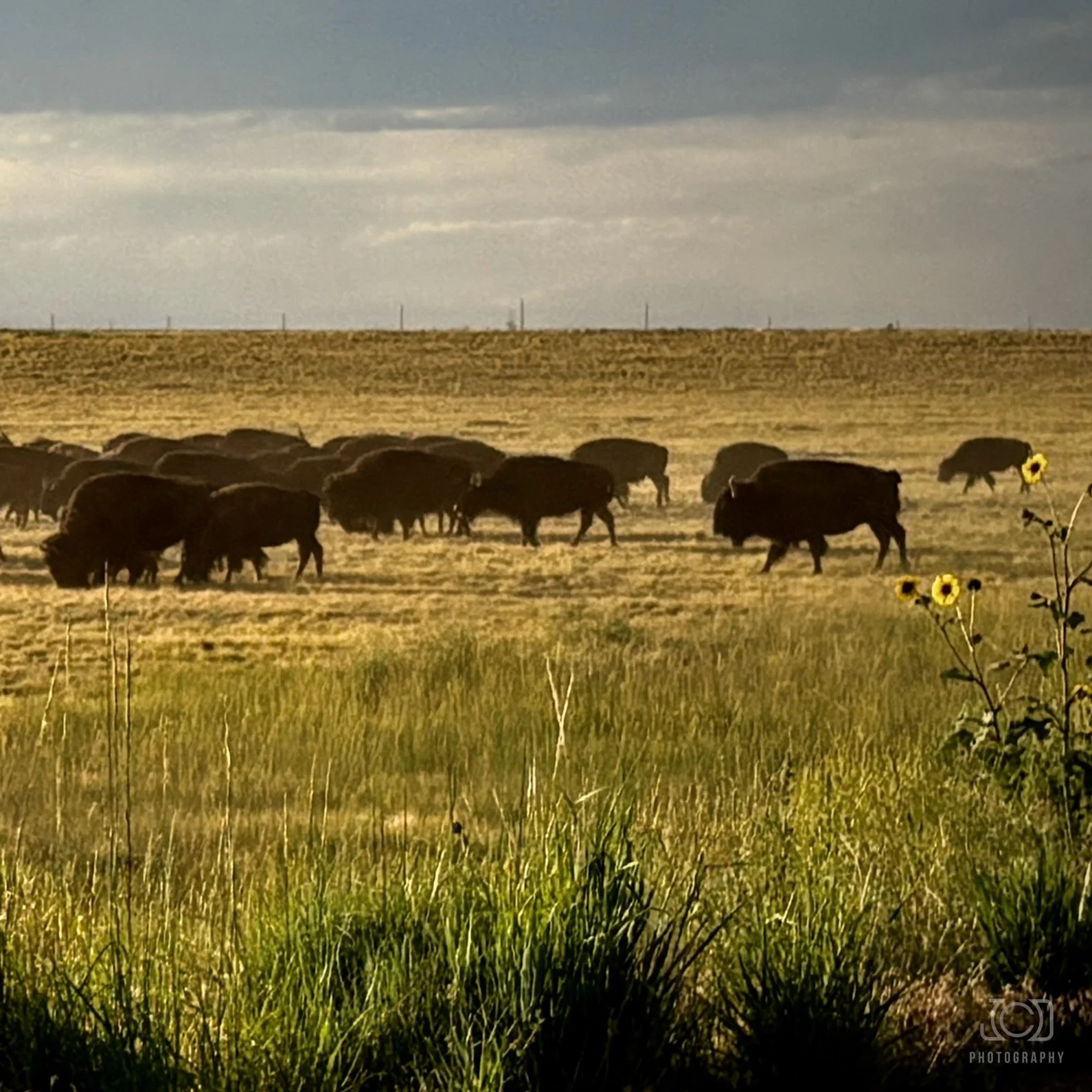 &ldquo;Oh, give me a home, where the #bison roam&hellip;&rdquo;
We&rsquo;ve been led astray&mdash;>American Bison, African/Asian Buffalo. 
Check out my new blog post today for the story and full photo.
🇺🇸🦬👀
.
.
.
#lensfullofwonder #photoblog
#