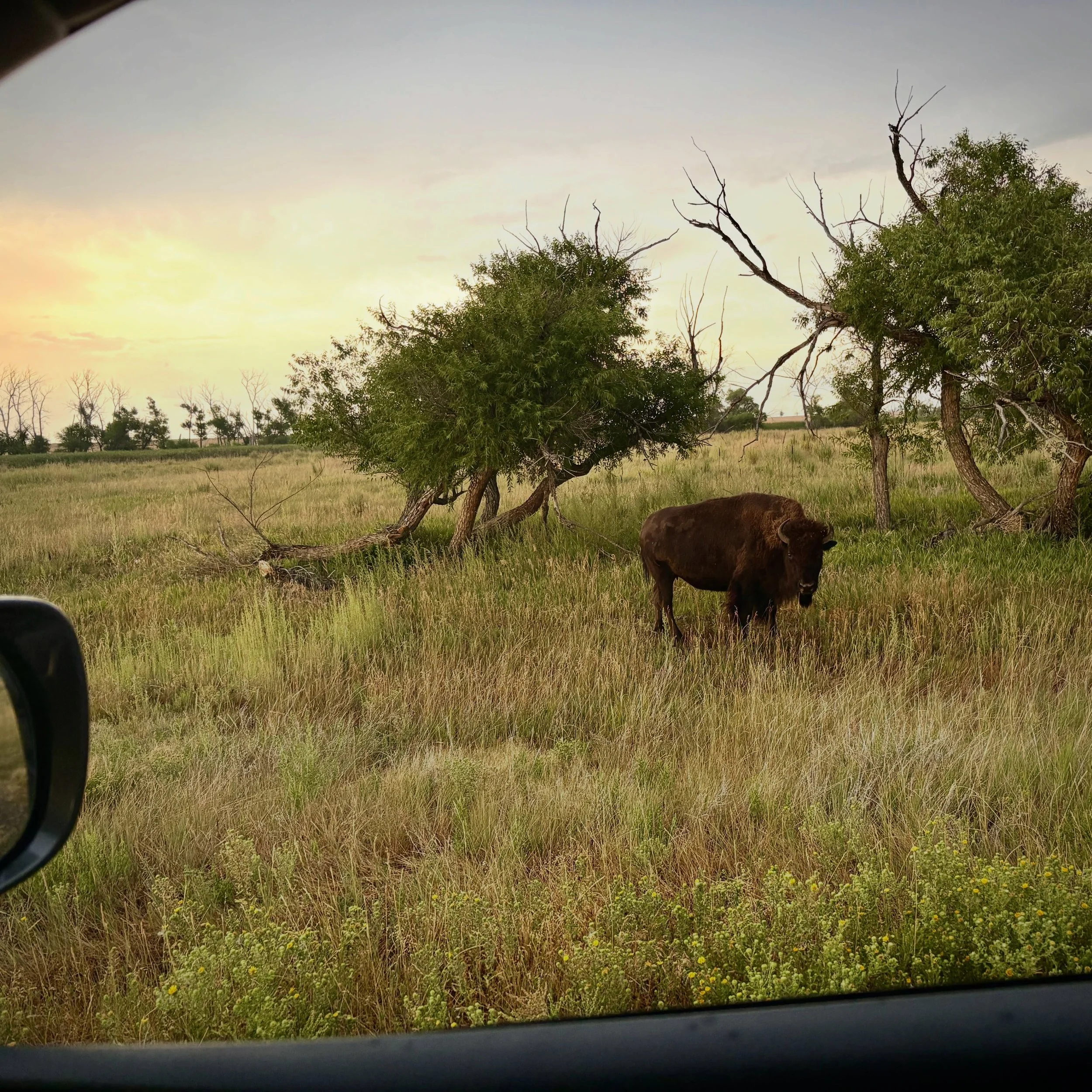 Hitchhiking bison. Classic Colorado.
🛣️👍🦬
.
.
.
#colorado #americanbison
#rockymountainarsenal #tatanka
#staycurious
🍰