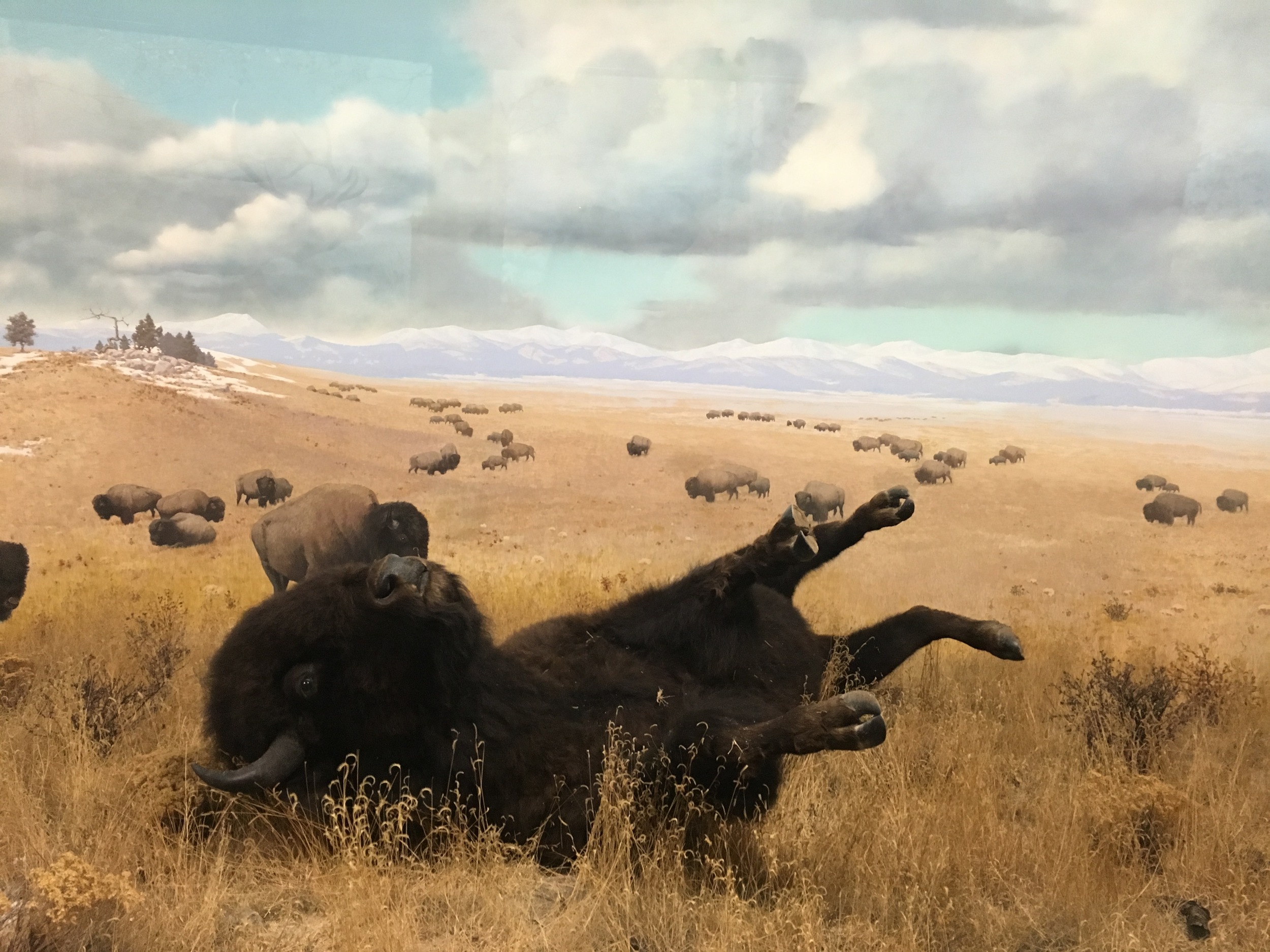 This bison is either drunk or forever scratching its back. You decide. 