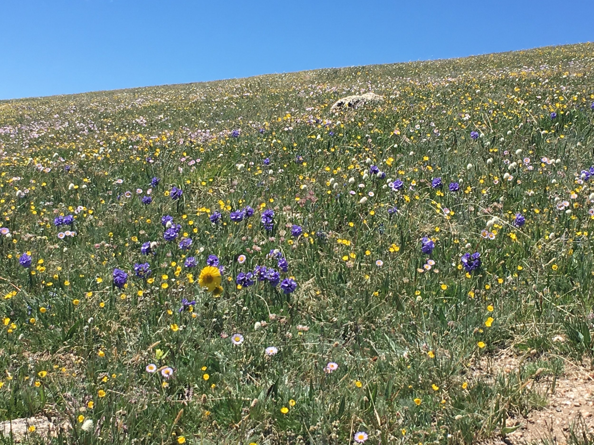 Alpine wildflowers, in July. 