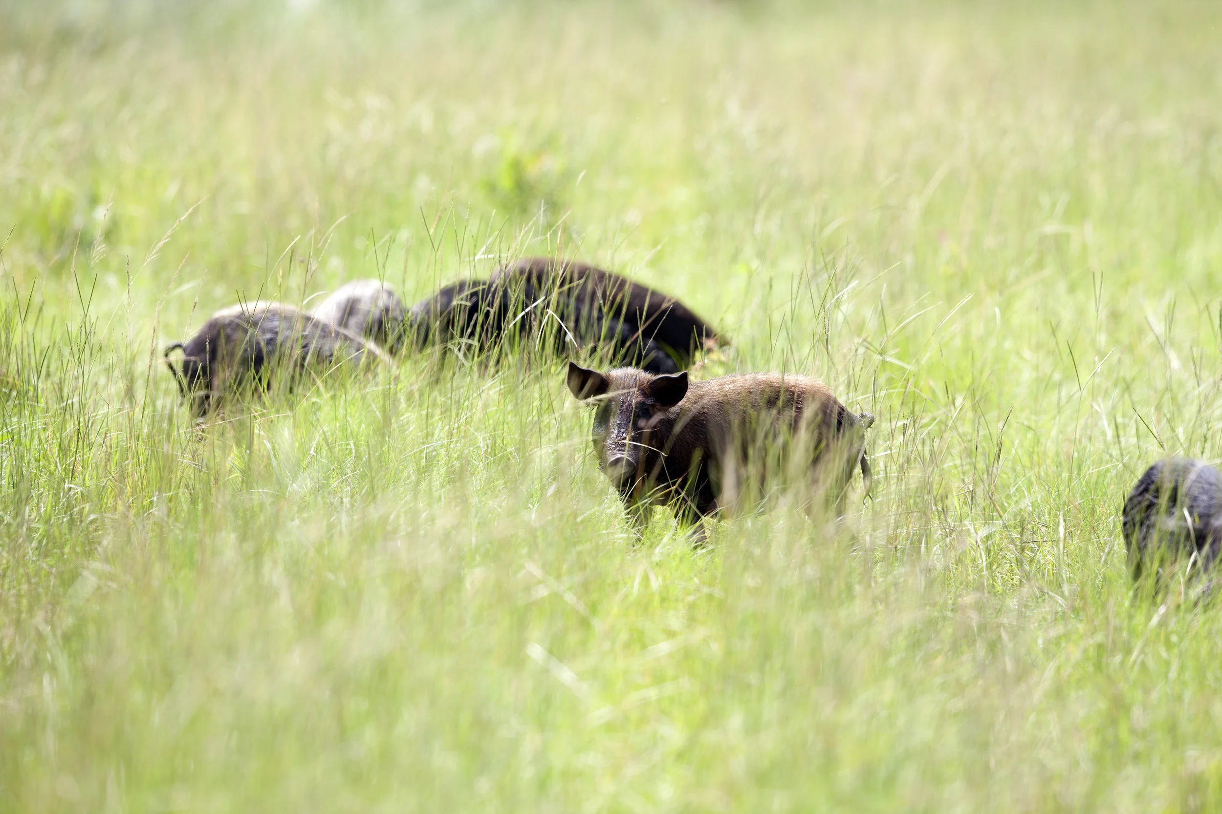 Feral Swine Workshop - Statesboro, GA