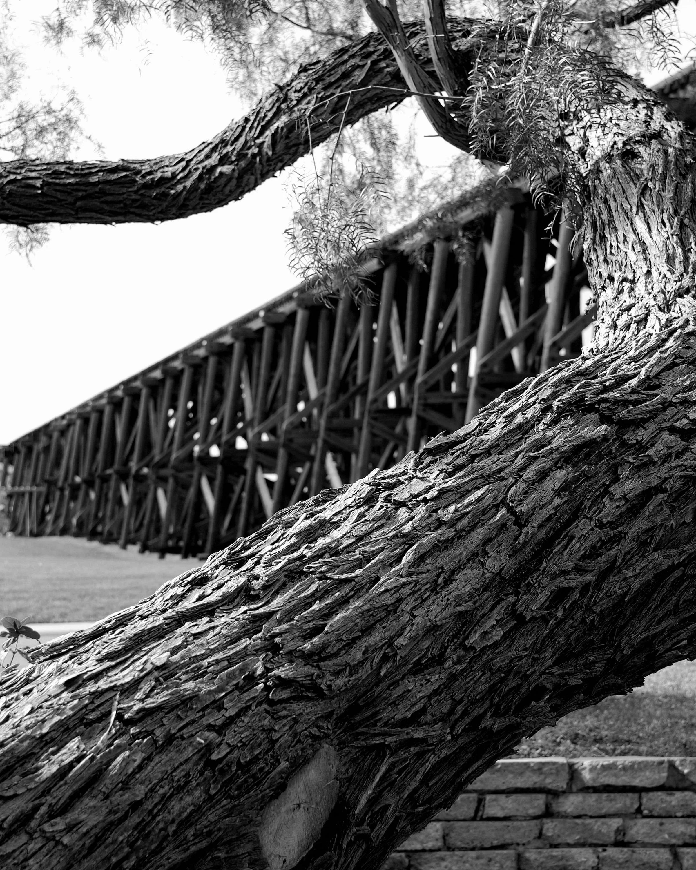 Tree And Train Trassel