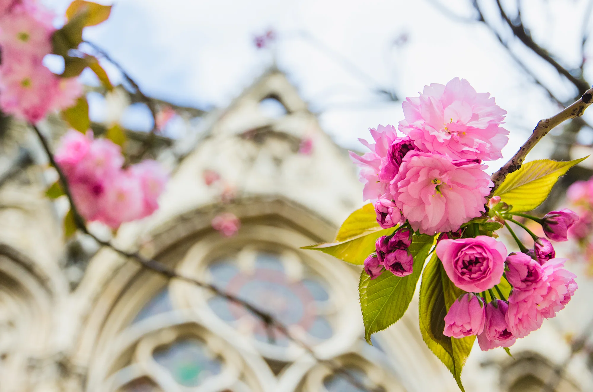 Kelly Sandos spring blossoms at Notre Dame Paris, France