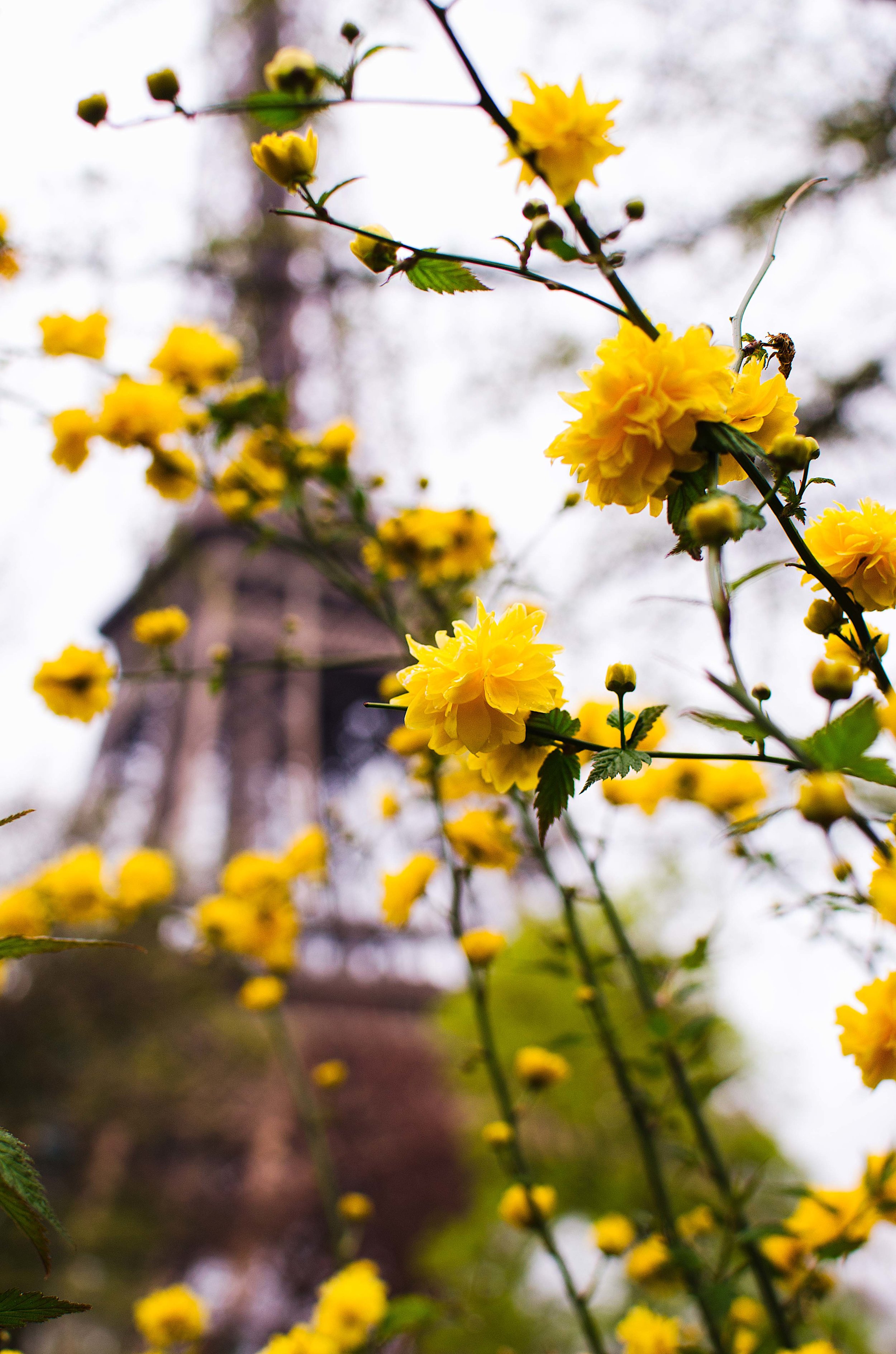 _DSC4963 + Edit 1.JPG