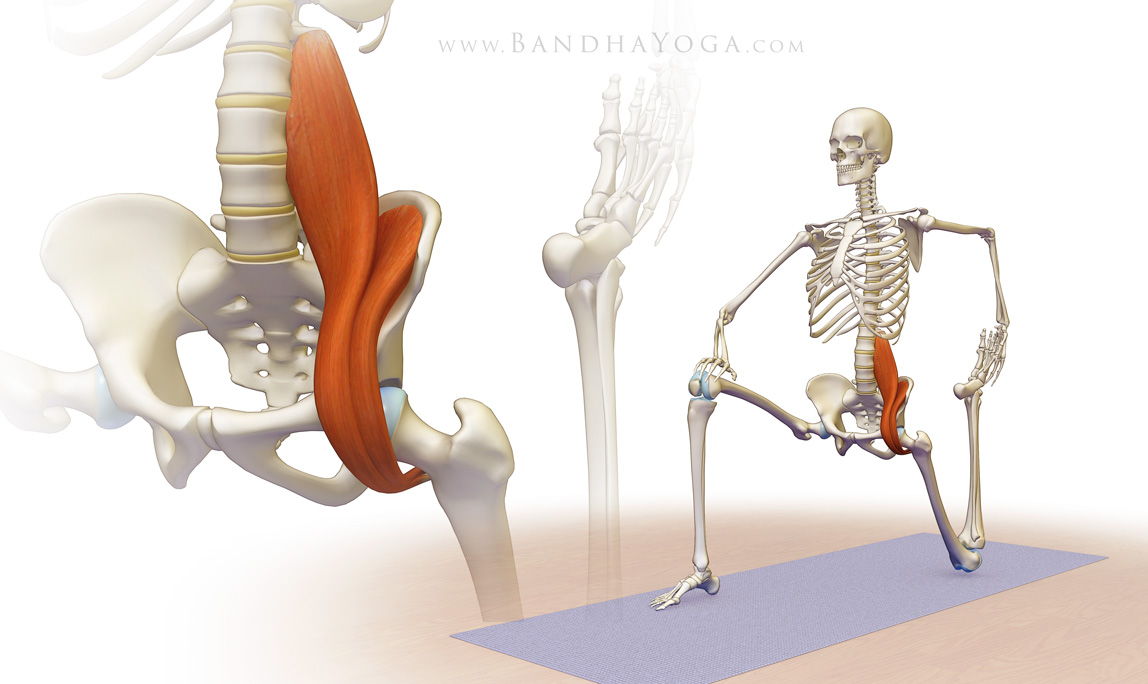 To learn more about the iliopsoas, click here - BhandaYoga.com