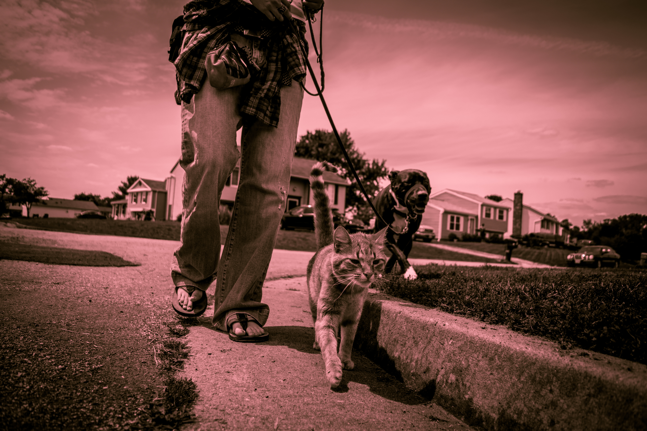        Bridging the gap     between people and their pets  