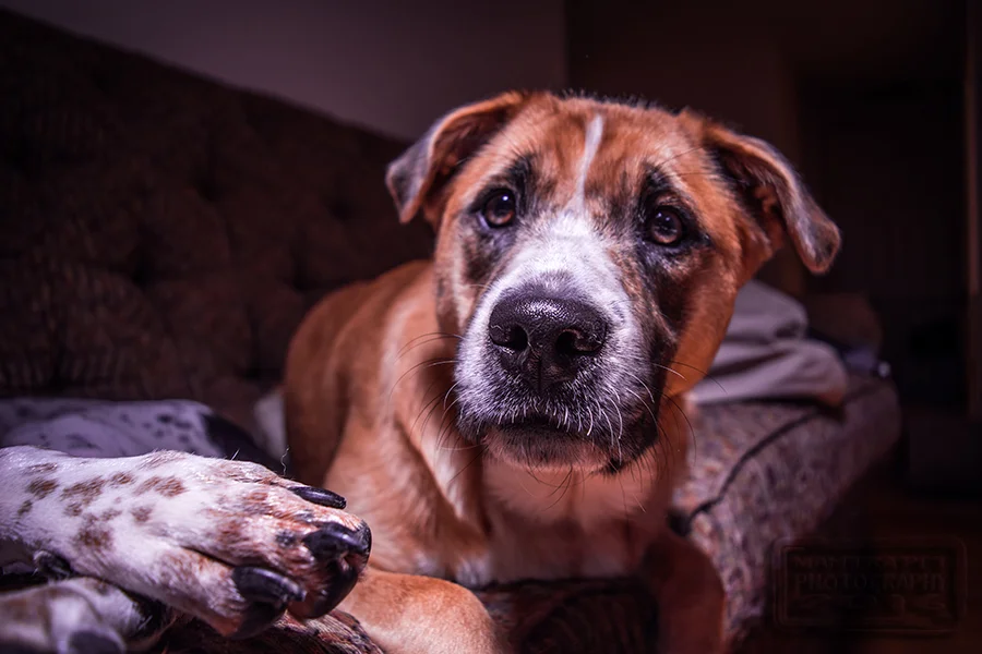 As we run about to meetings, create partnerships and make friends in the community, and continue to get things rolling here in JC, we once again can't give enough thanks to the people and pets in RVA that we've known over the years. So with that said, it's highlight time! I met Chloe, a cattle dog/anatolian mix when Rowan first started coming to basic manners classes, and despite being a bitty tween at the time, Chloe graduated and excelled at not only Basic Manners, but Calm Dog as well. We all still laugh about Chloe showing her skills on one of the many manners courses, giving Settles when other dogs gave standard Downs, and then learning to differentiate between the two. I can still hear other students in my head right now: