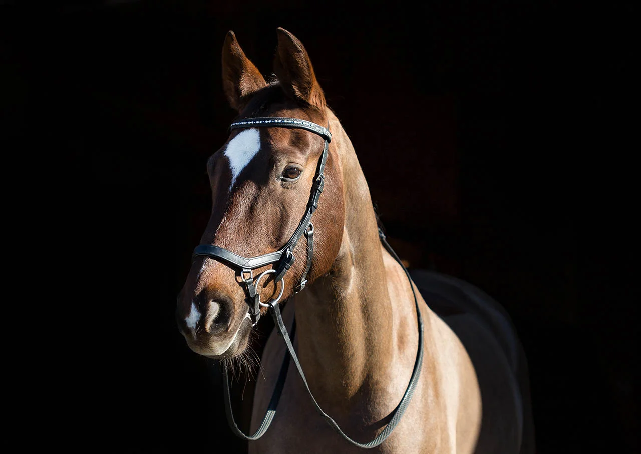 Seattle Pet Photography Equine Conformation Photos