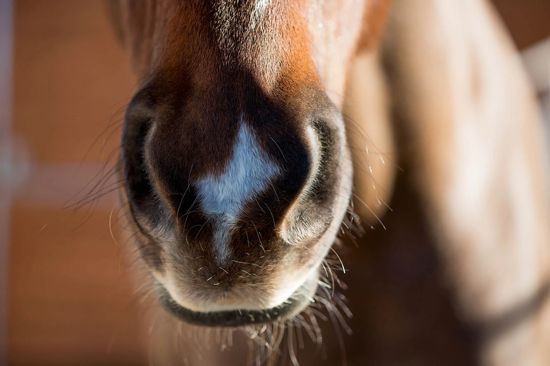 Seattle Pet Photography Equine Conformation Photos