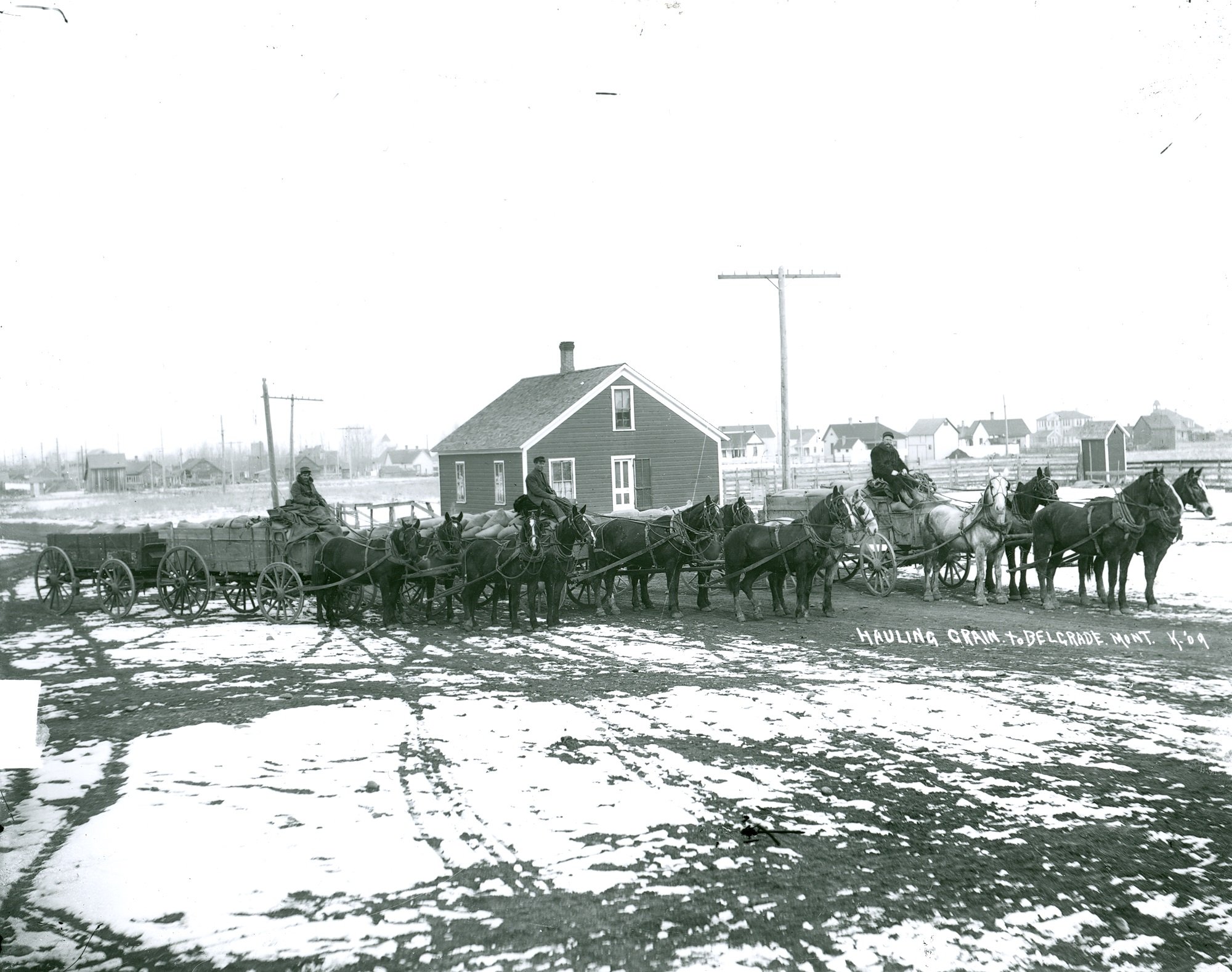 Hauling grain to Belgrade, 1909.