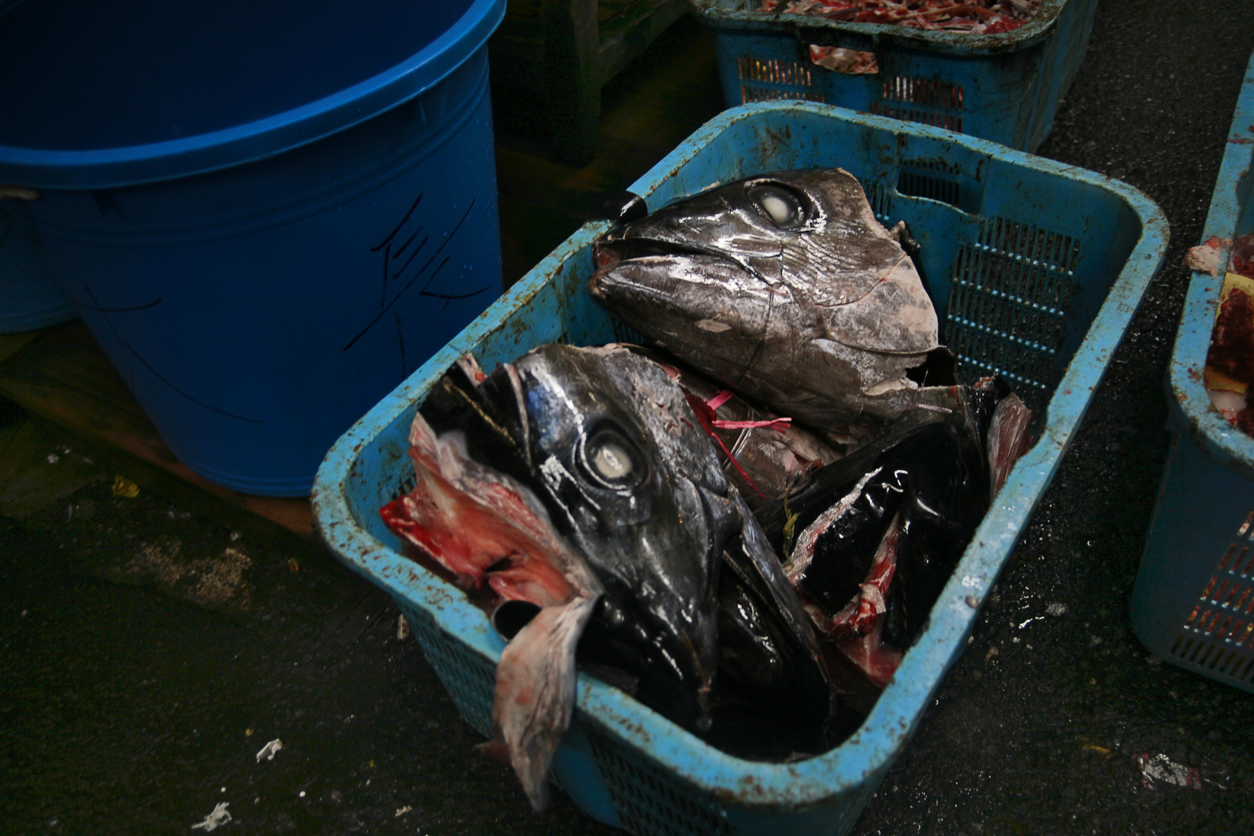 fish_heads.jpg