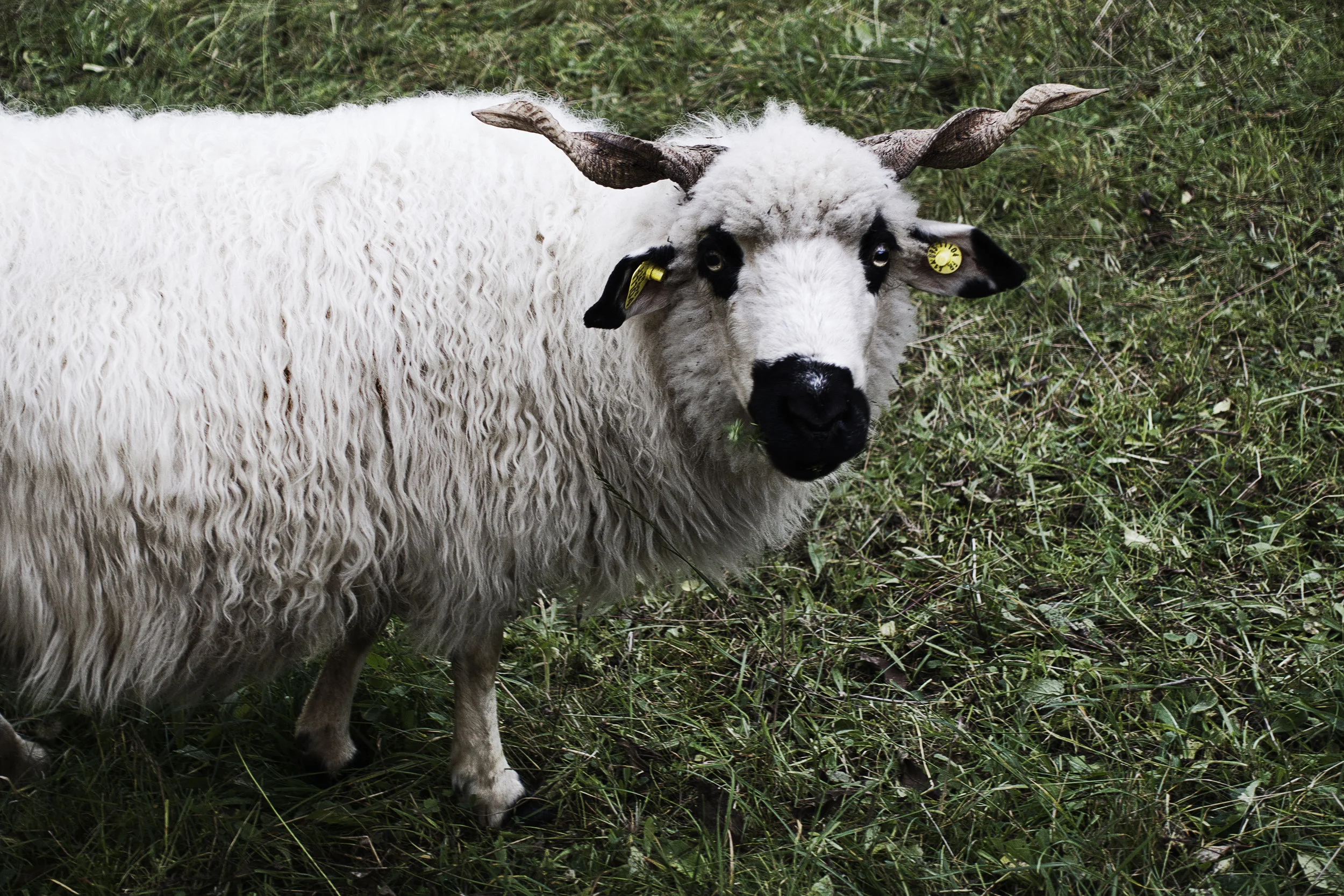 sheep.jpg