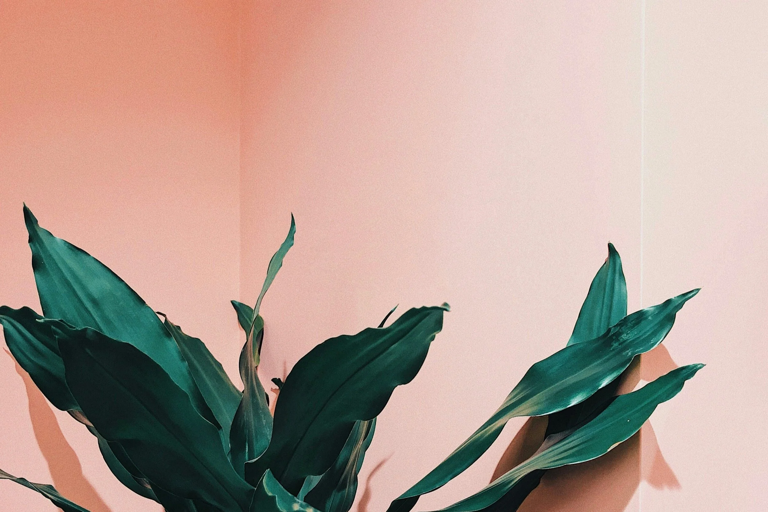 plant pink wall.jpg