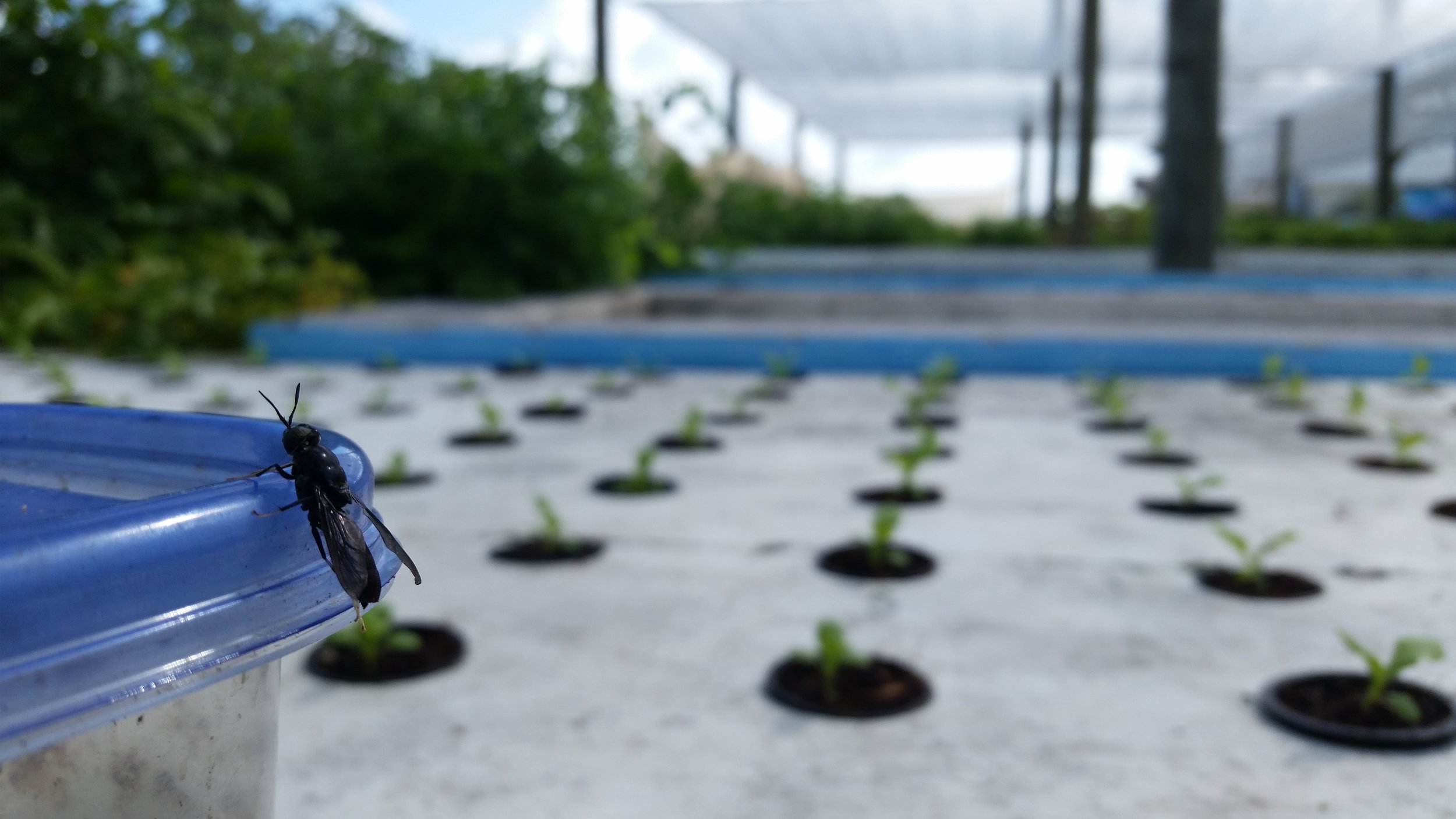A black soldier fly rests on a tank overlooking our aquaponics system. 