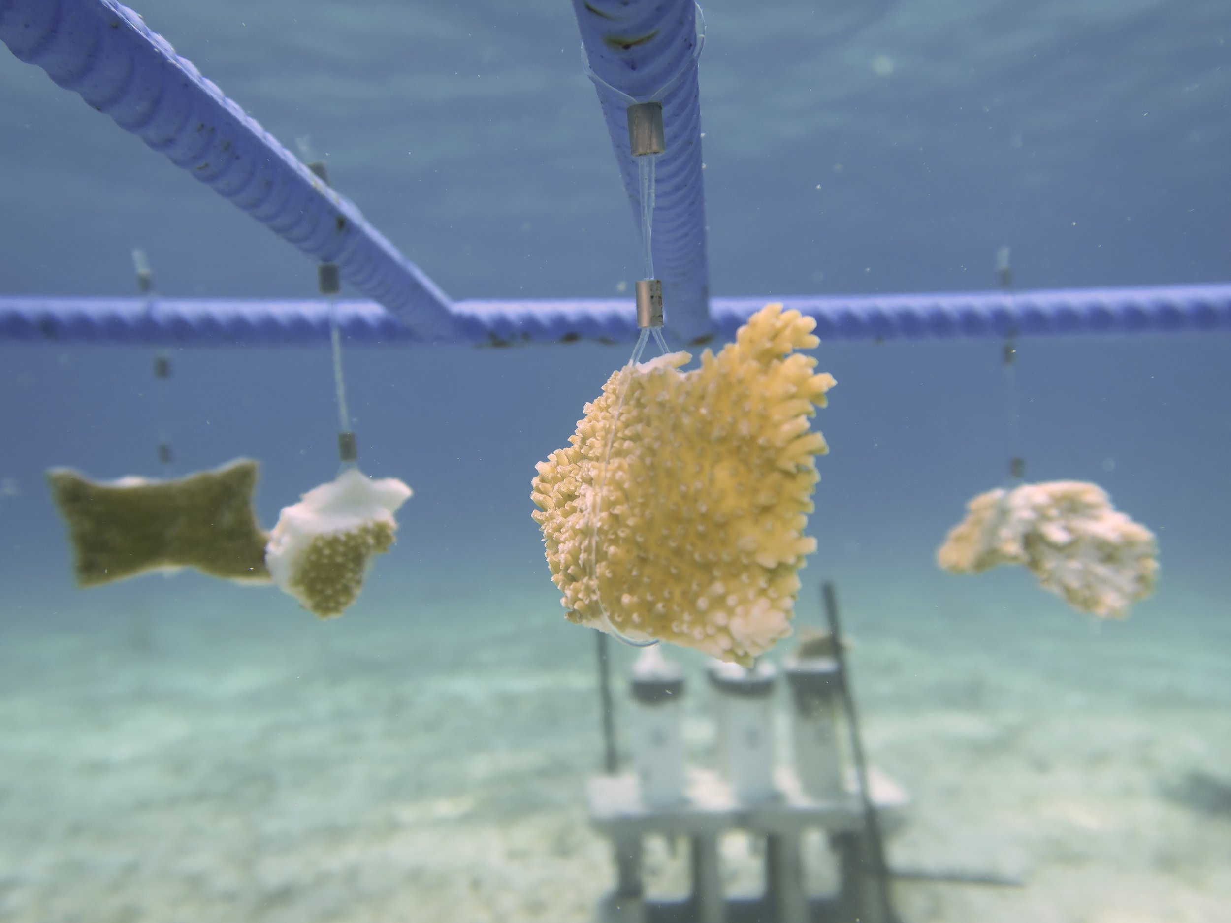 Photo 2: Elkhorn coral fragments hang from the rebar structure at the new shallow water nursery site.