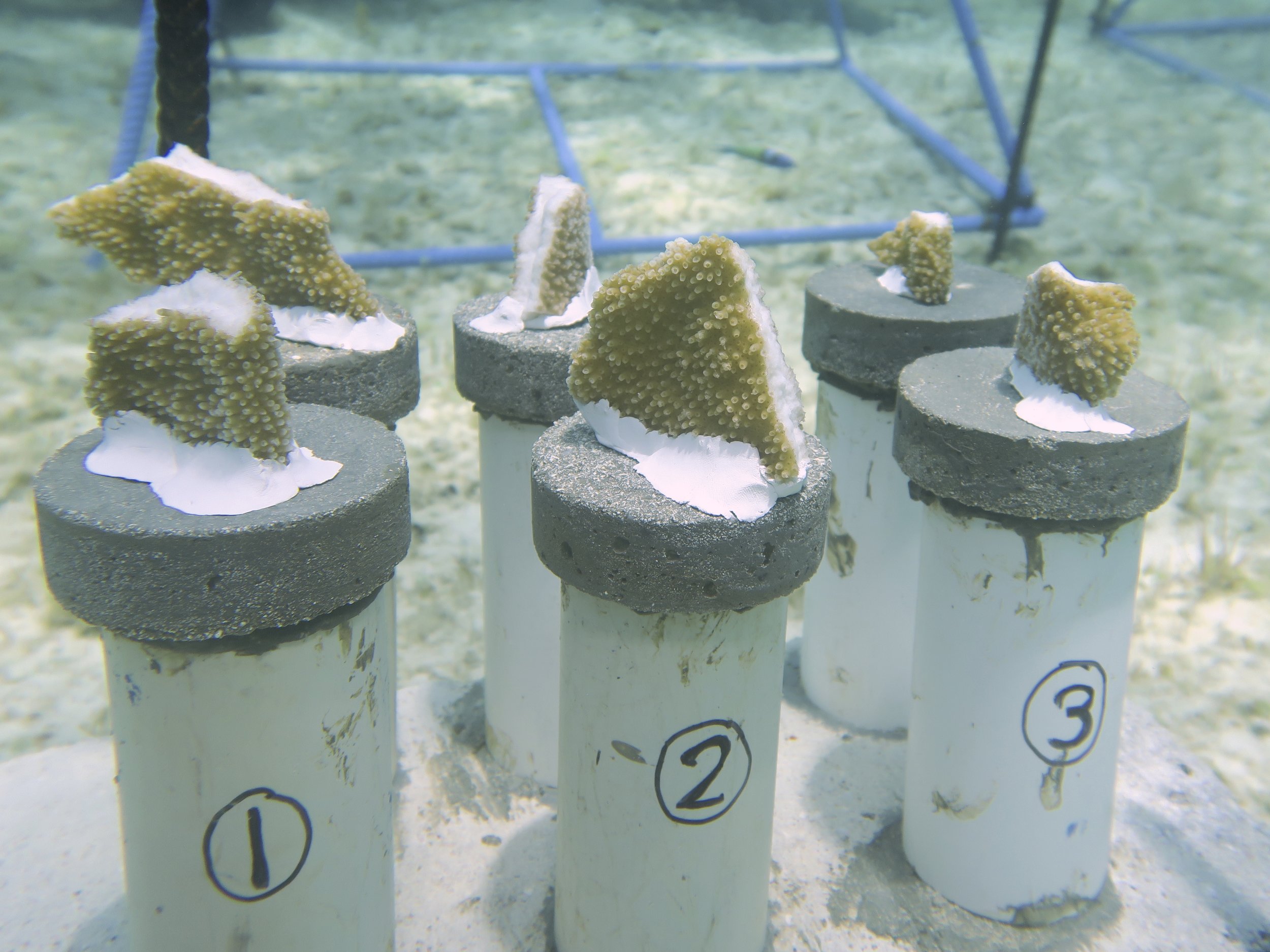 Photo 3: Elkhorn coral fragments attached to cement pucks using epoxy.
