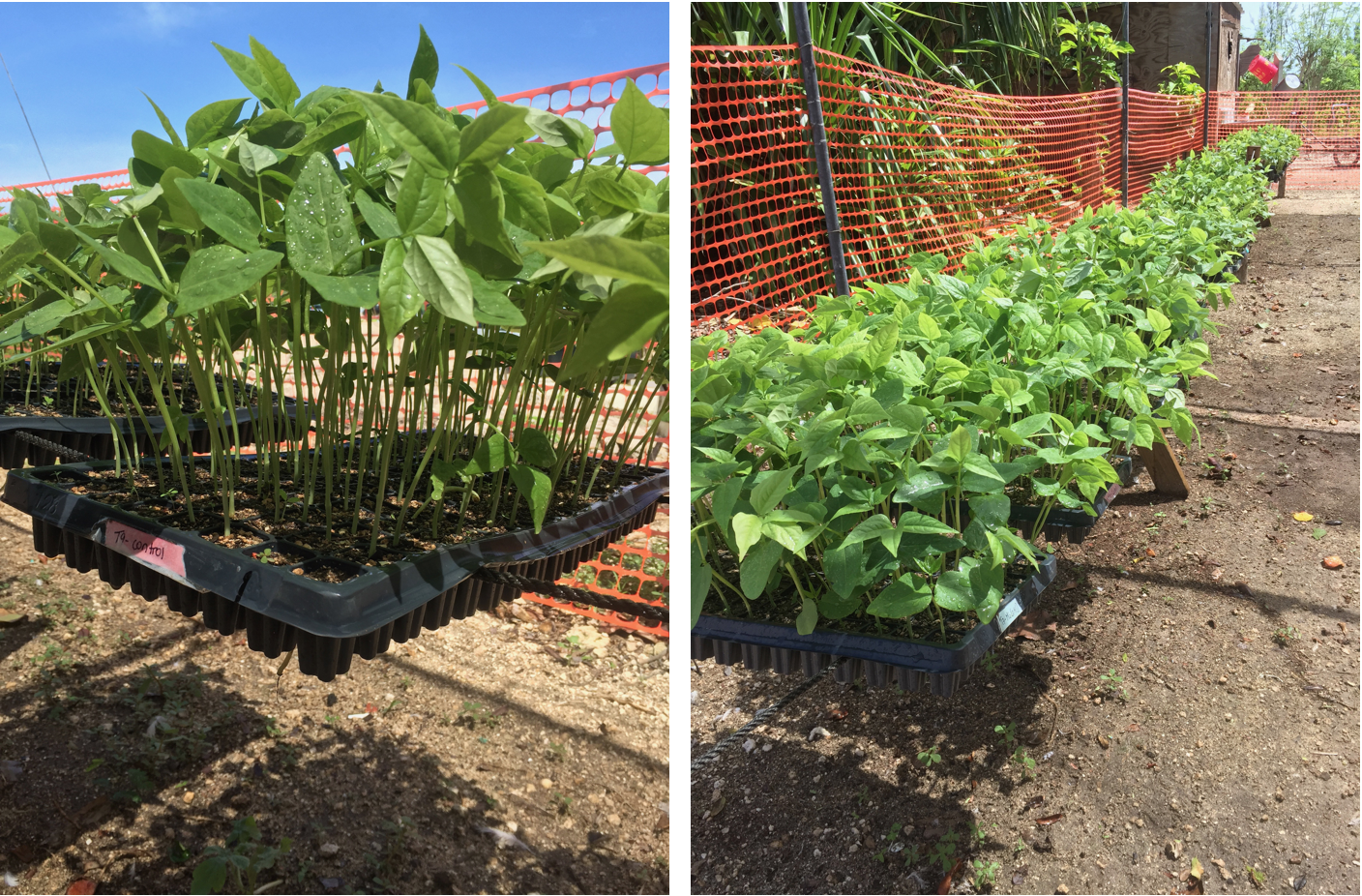 Experimental growth of Cowpea (Vigna Unguiculata) in various concentration of coconut husk biochar inoculated with seaweed liquid extract biofertilizer. 