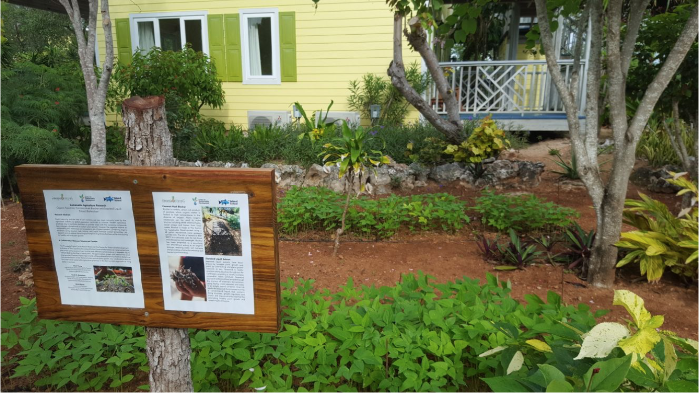 Fall 2017 Island School research field work at Pineapple Fields Condo Resort and Hotel, implementing coconut husk biochar inoculated with seaweed liquid extract and Cowpea (Vigna Unguiculata) seedlings.