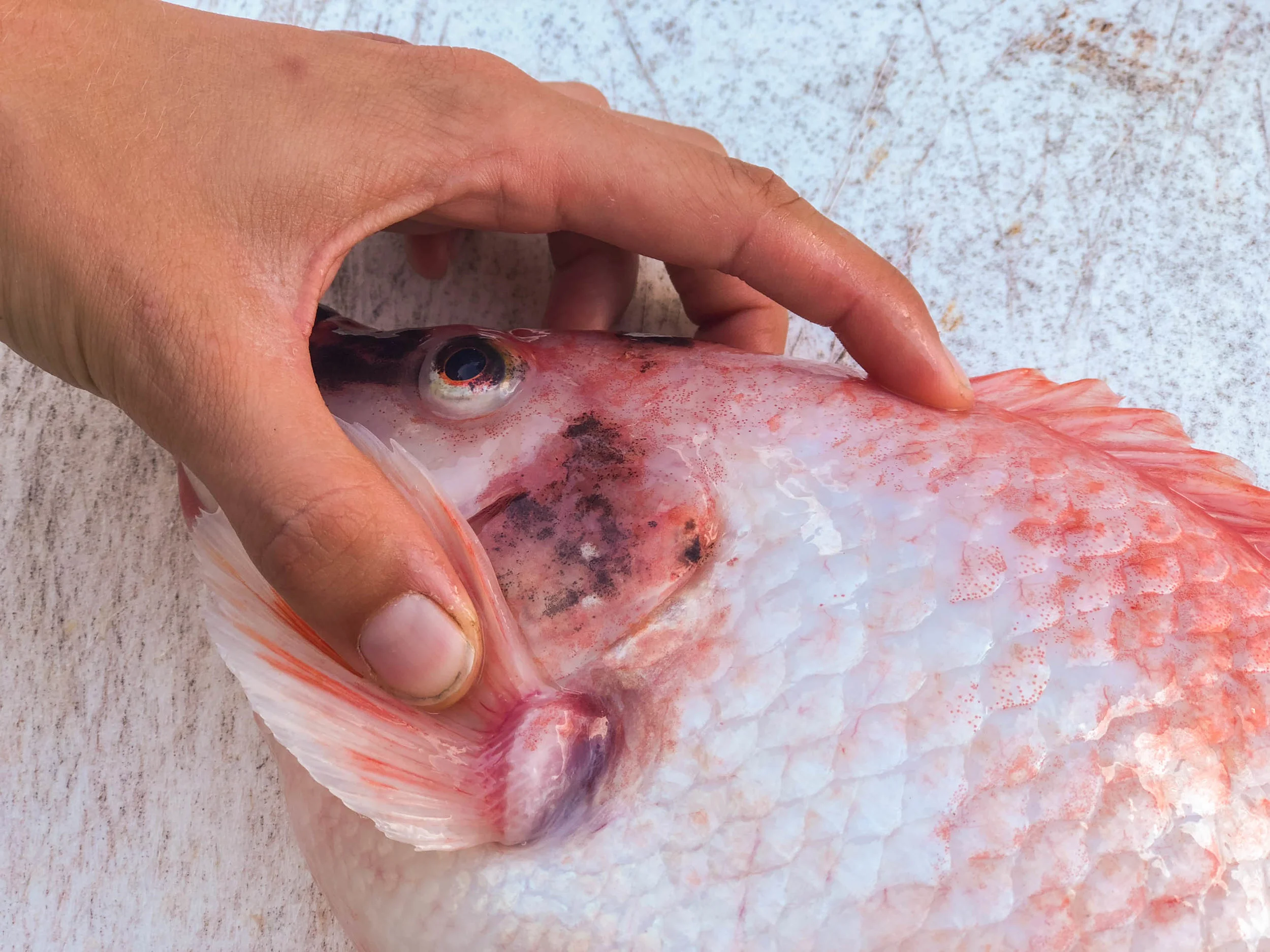 Tilapia_02.jpg
