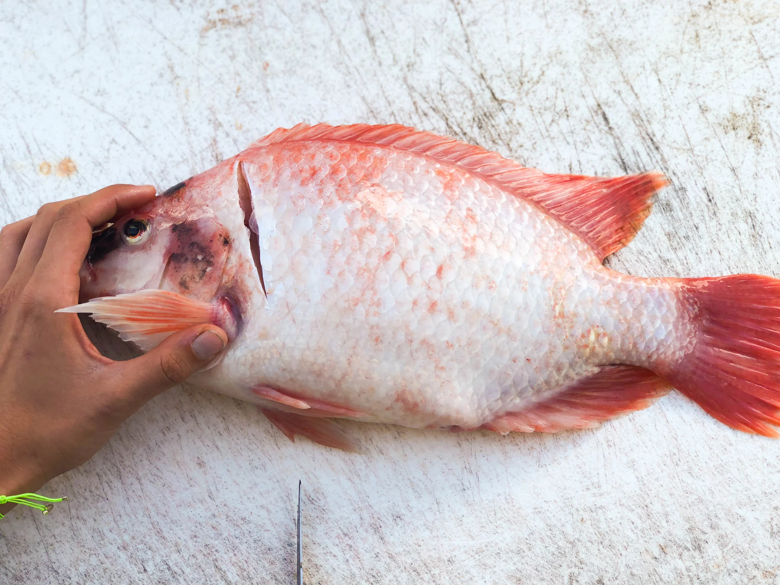 Tilapia_04.jpg