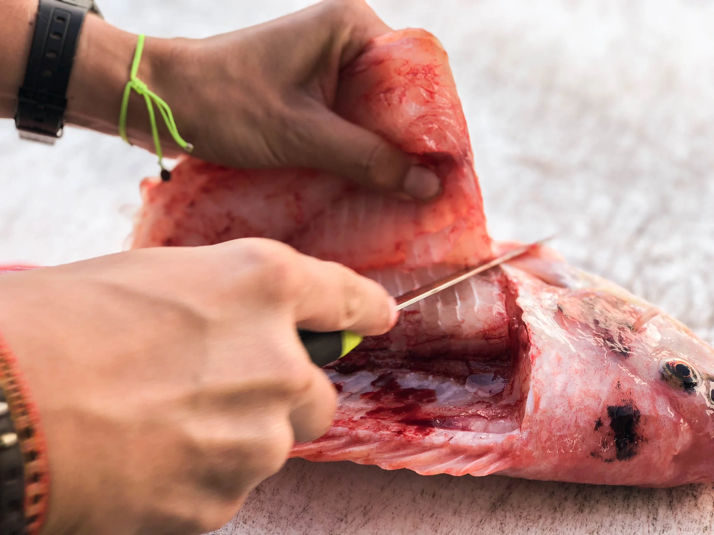 Tilapia_09.jpg