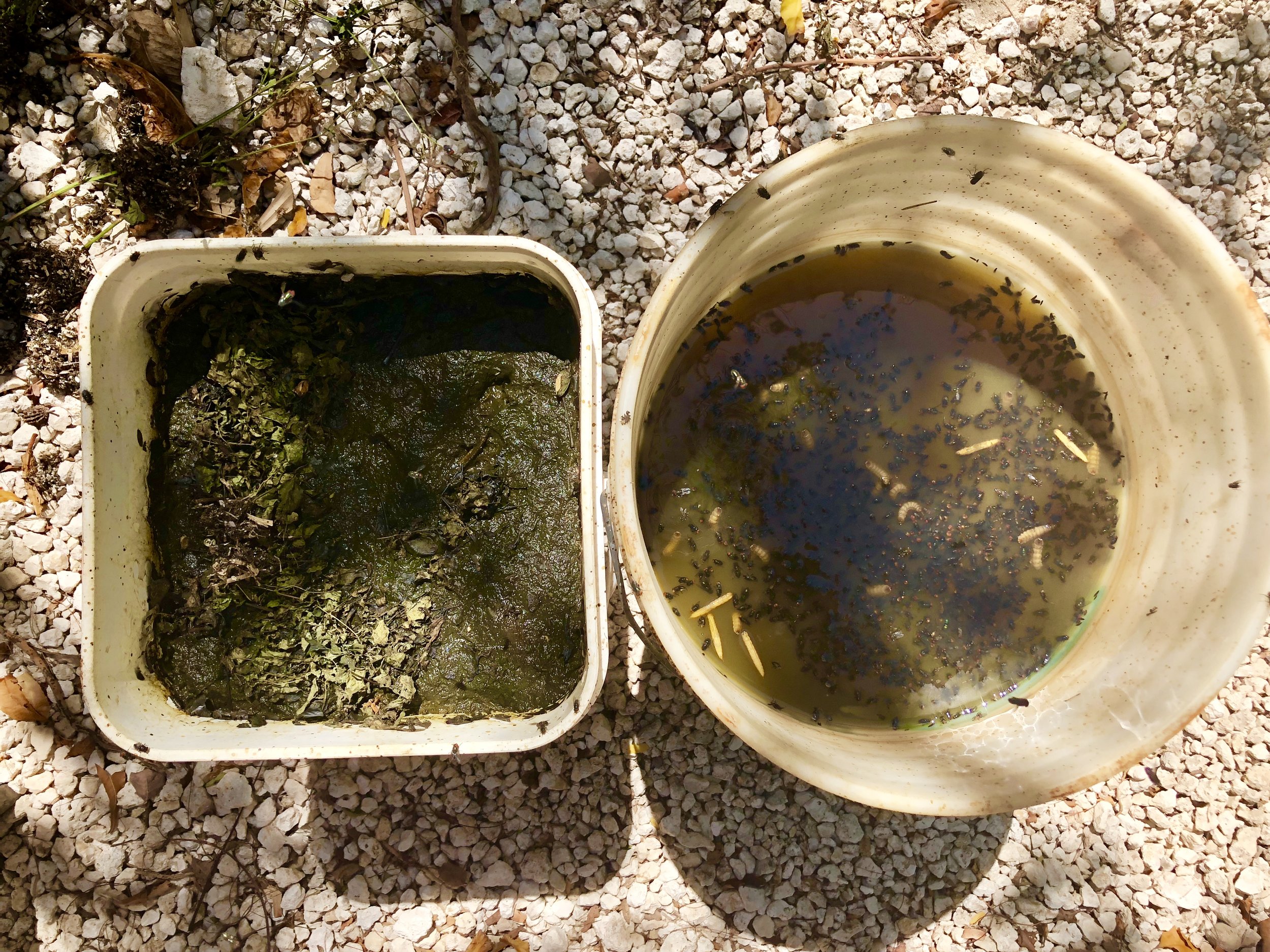 Fermented moringa becomes a natural liquid fertilizer.